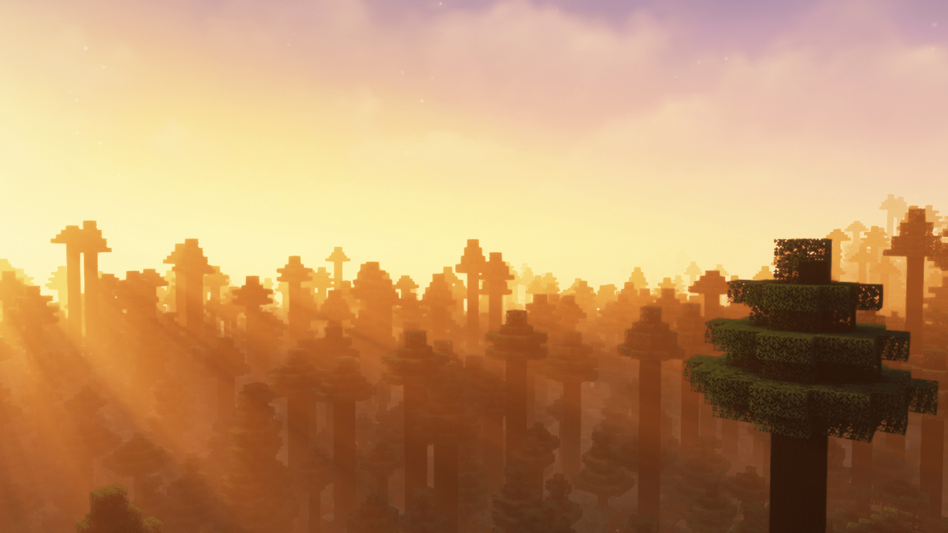 Minecraft spruce forest, volumetric sun rays, golden sunset sky, Full HD Desktop wallpaper