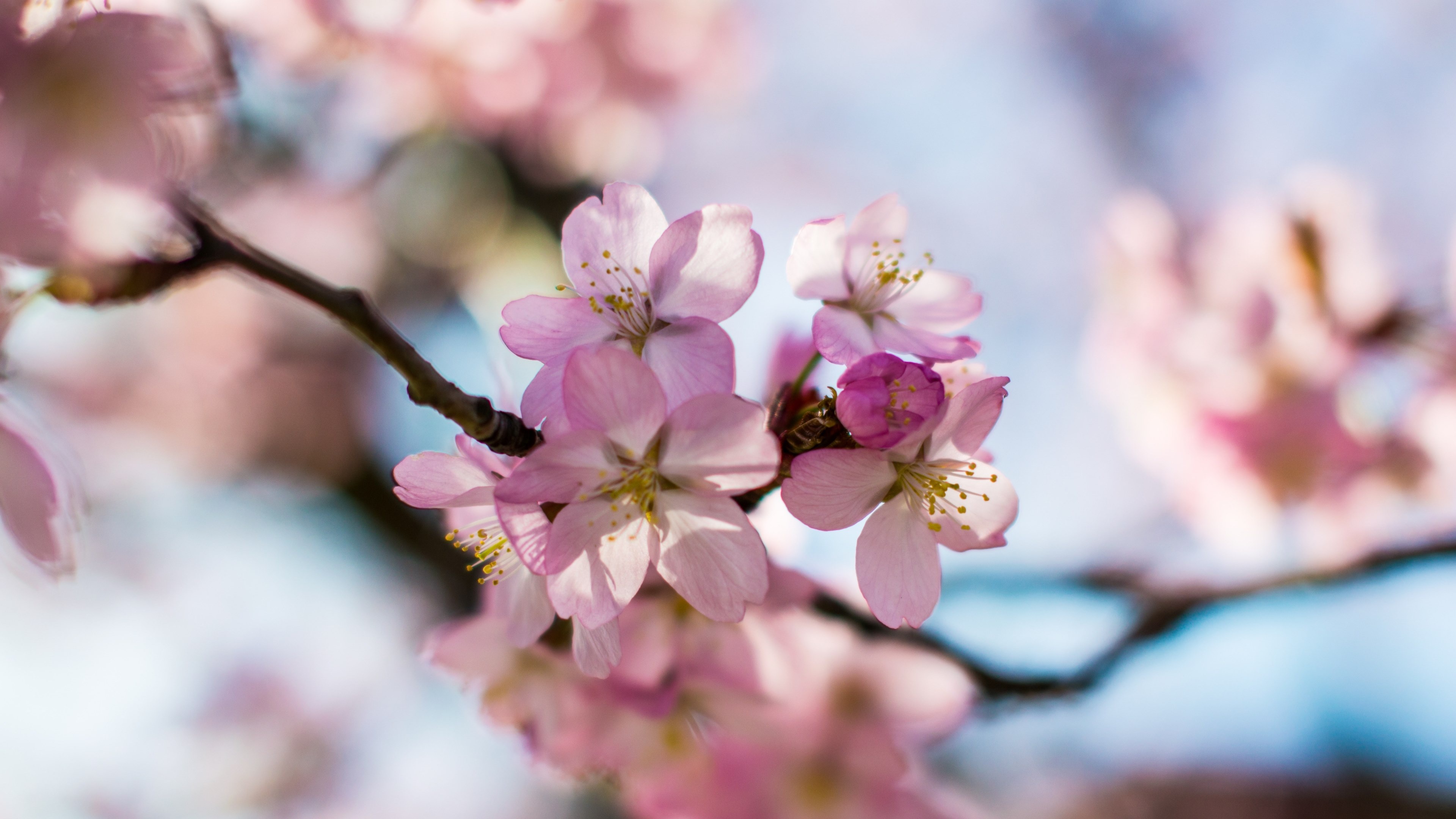 Pink cherry blossoms, Blooming tree branch, Soft bokeh sky, 4K Desktop wallpaper