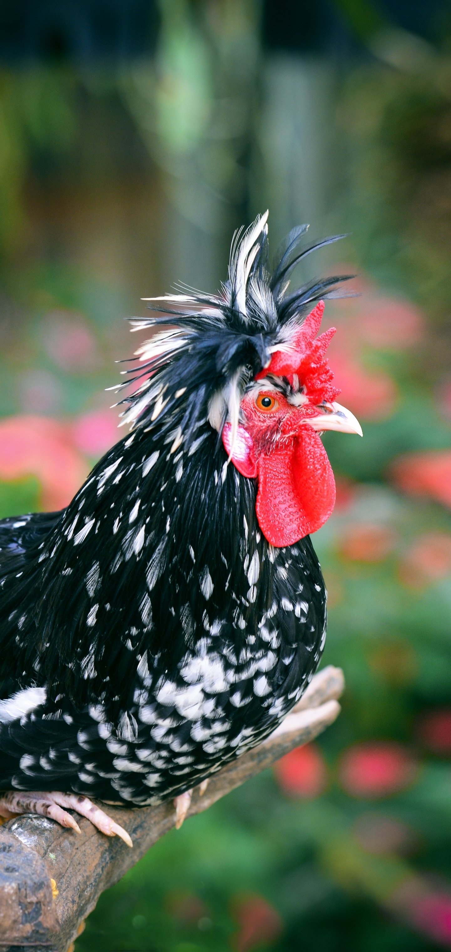 Animal companion, Feathered friend, Funny chicken, Lovely creature, 1440x3040 HD Phone