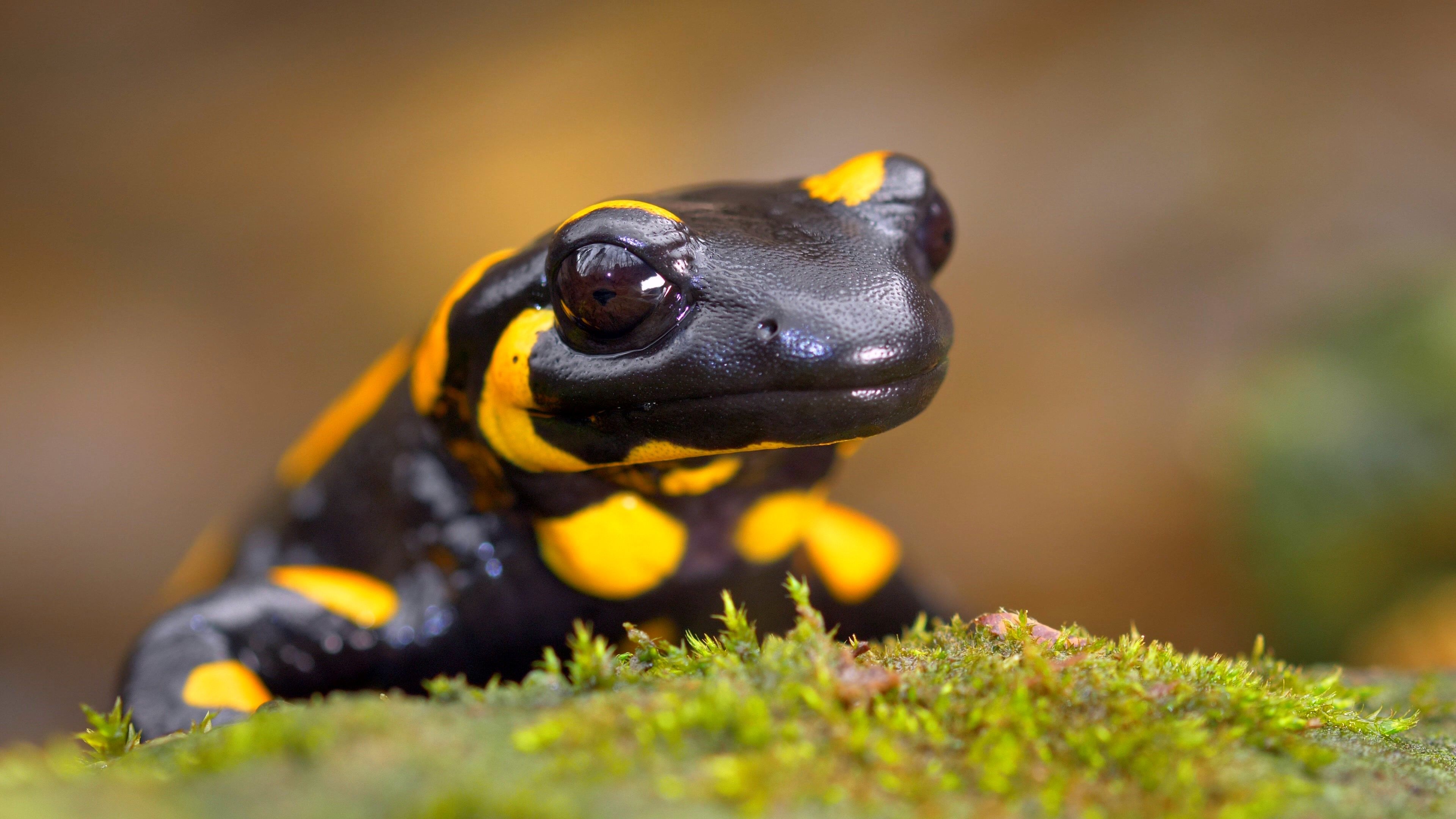 Fire salamander, Salamander Wallpaper, 3840x2160 4K Desktop