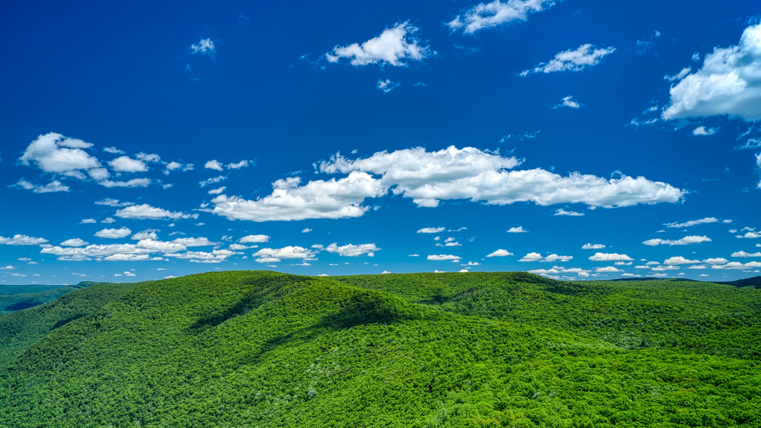 Dense forested rolling hills, Vibrant blue sunny sky, White cumulus clouds, HD Desktop wallpaper