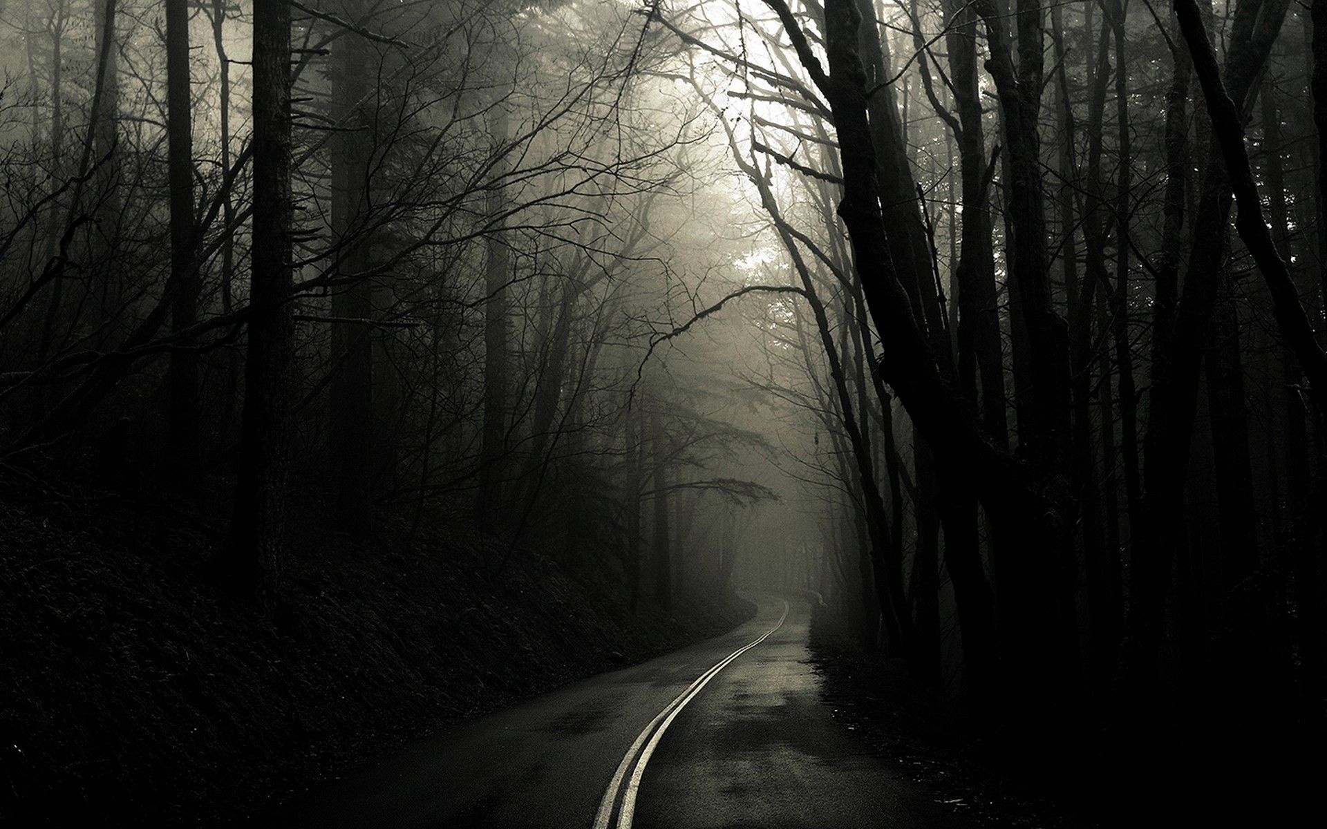 winding two-lane road, bare silhouette trees, dense eerie fog, HD Desktop wallpaper