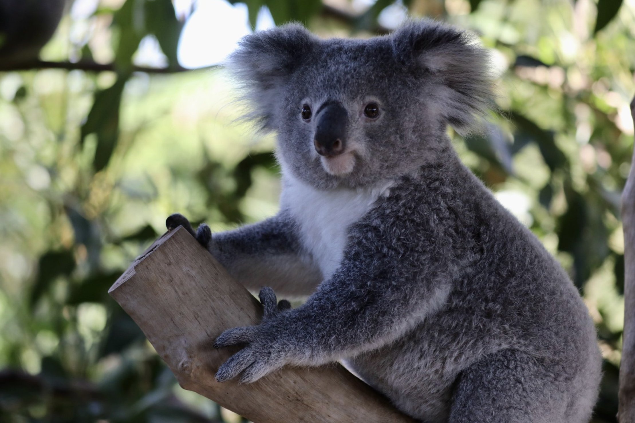 New South Wales, Koalas Wallpaper, 2220x1480 HD Desktop