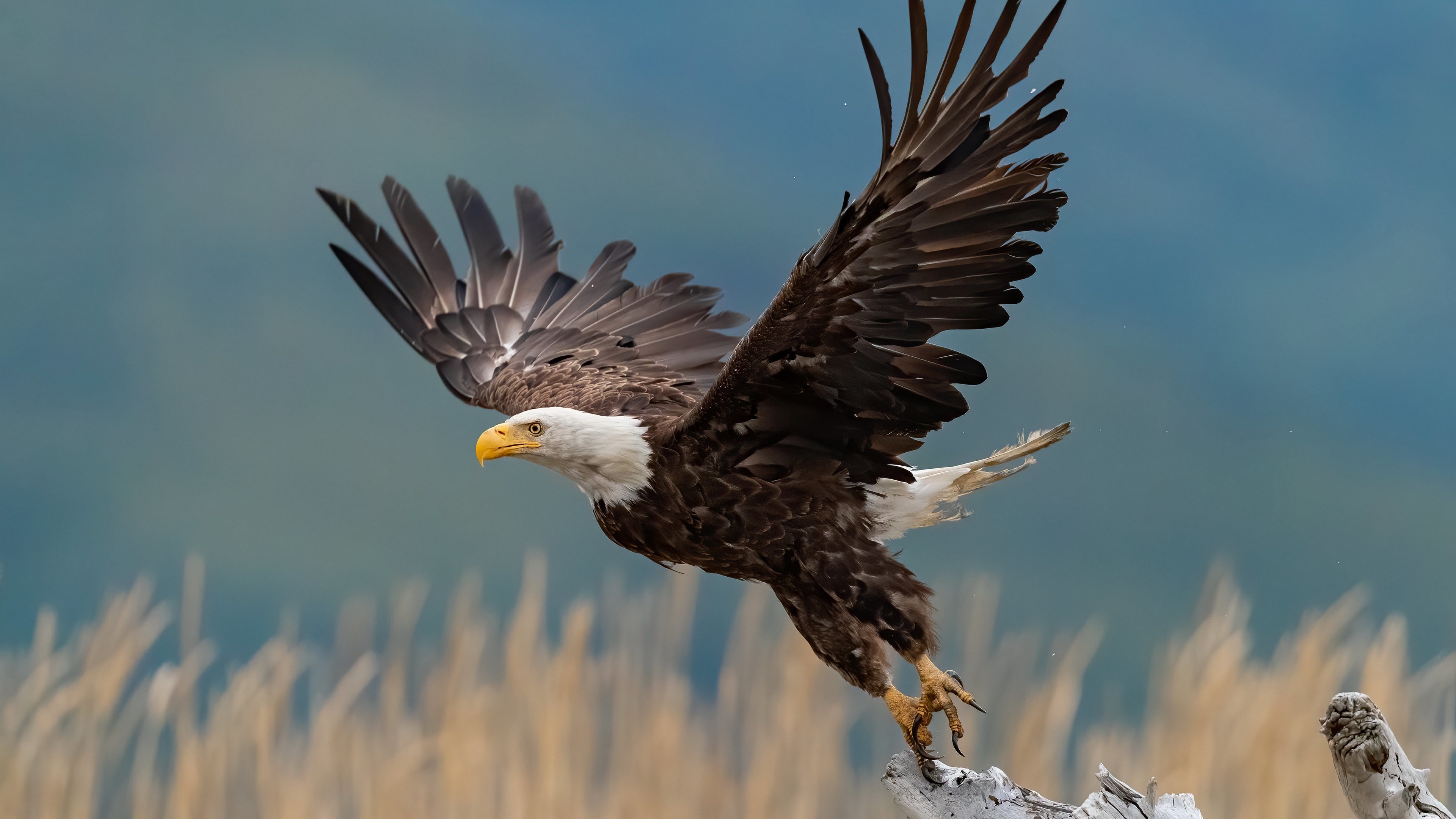 Stunning 4K Bald Eagle Wallpapers For Your Device Stunning 4K Bald Eagle Wallpapers For Your Device