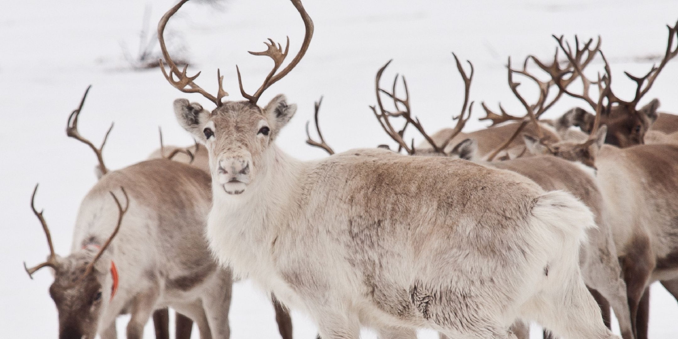 Caribou wallpapers, Captivating images, Desktop backgrounds, Stunning visuals, 2160x1080 Dual Screen Desktop