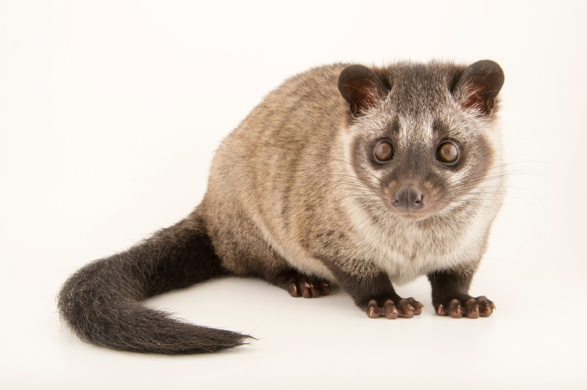 Asian Palm Civet, Ani062 00461, Joel Sartore, 2000x1340 HD Desktop