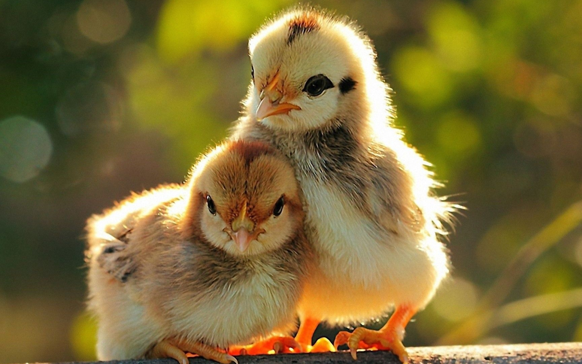 Baby chickens, Farm Animals Wallpaper, 1920x1200 HD Desktop