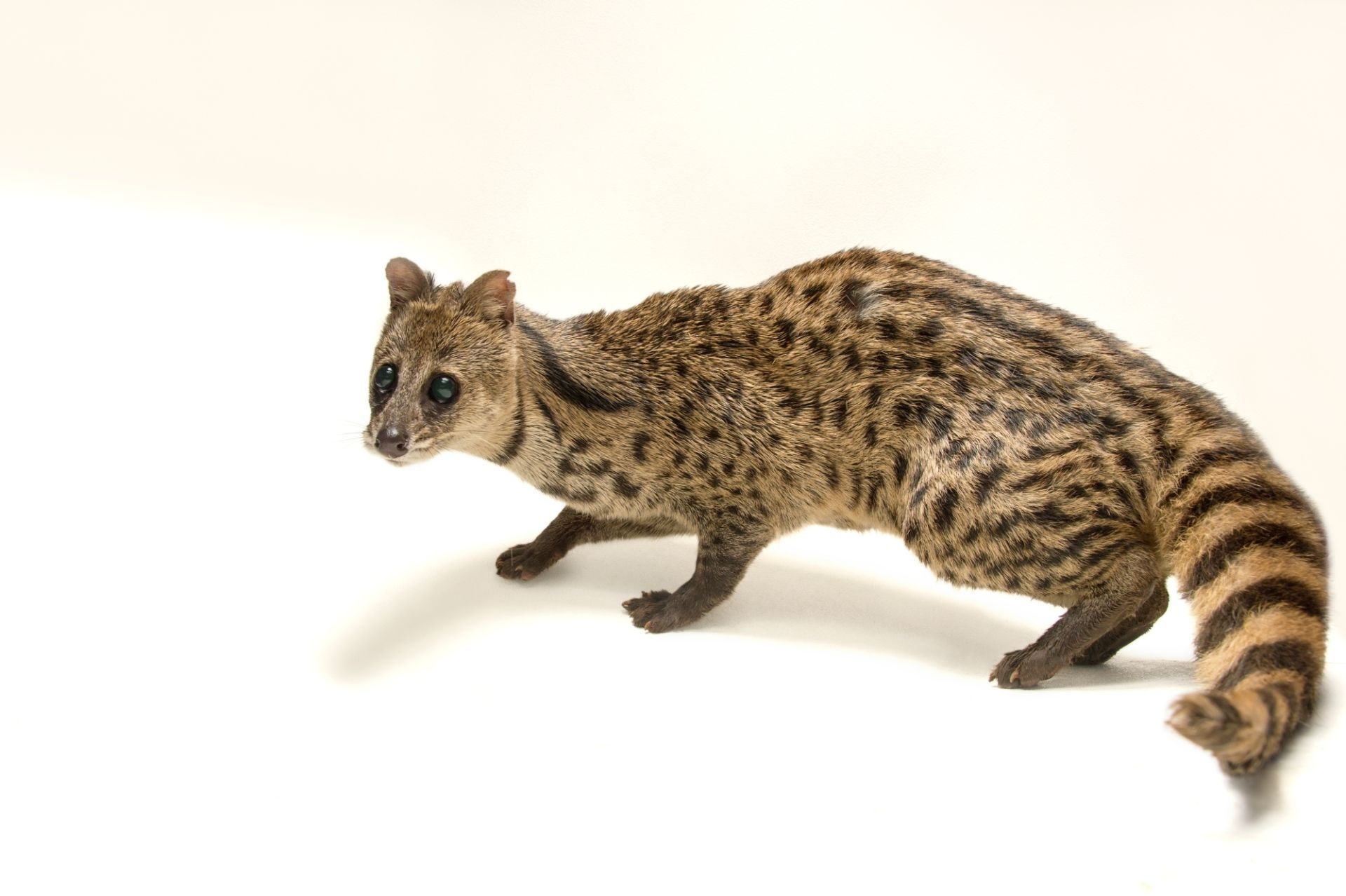 Small Indian civet, Assam State Zoo, 1920x1280 HD Desktop