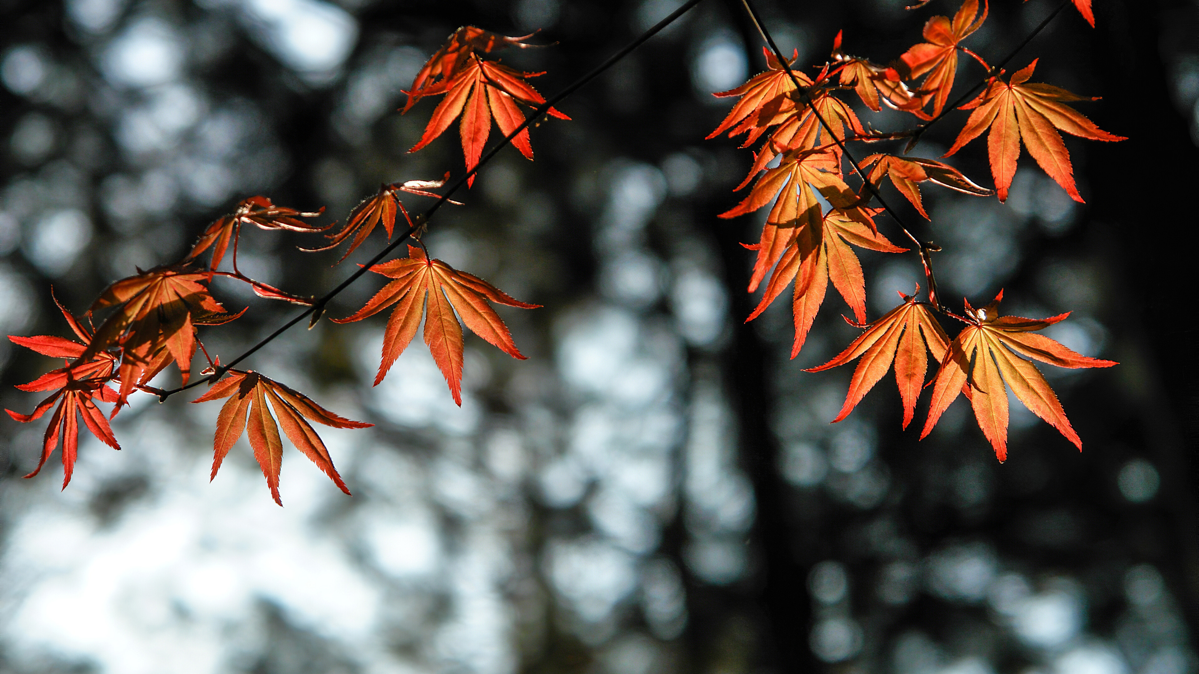 Autumn leaves, Vibrant orange, Nature's palette, Fall scenery, 3840x2160 4K Desktop