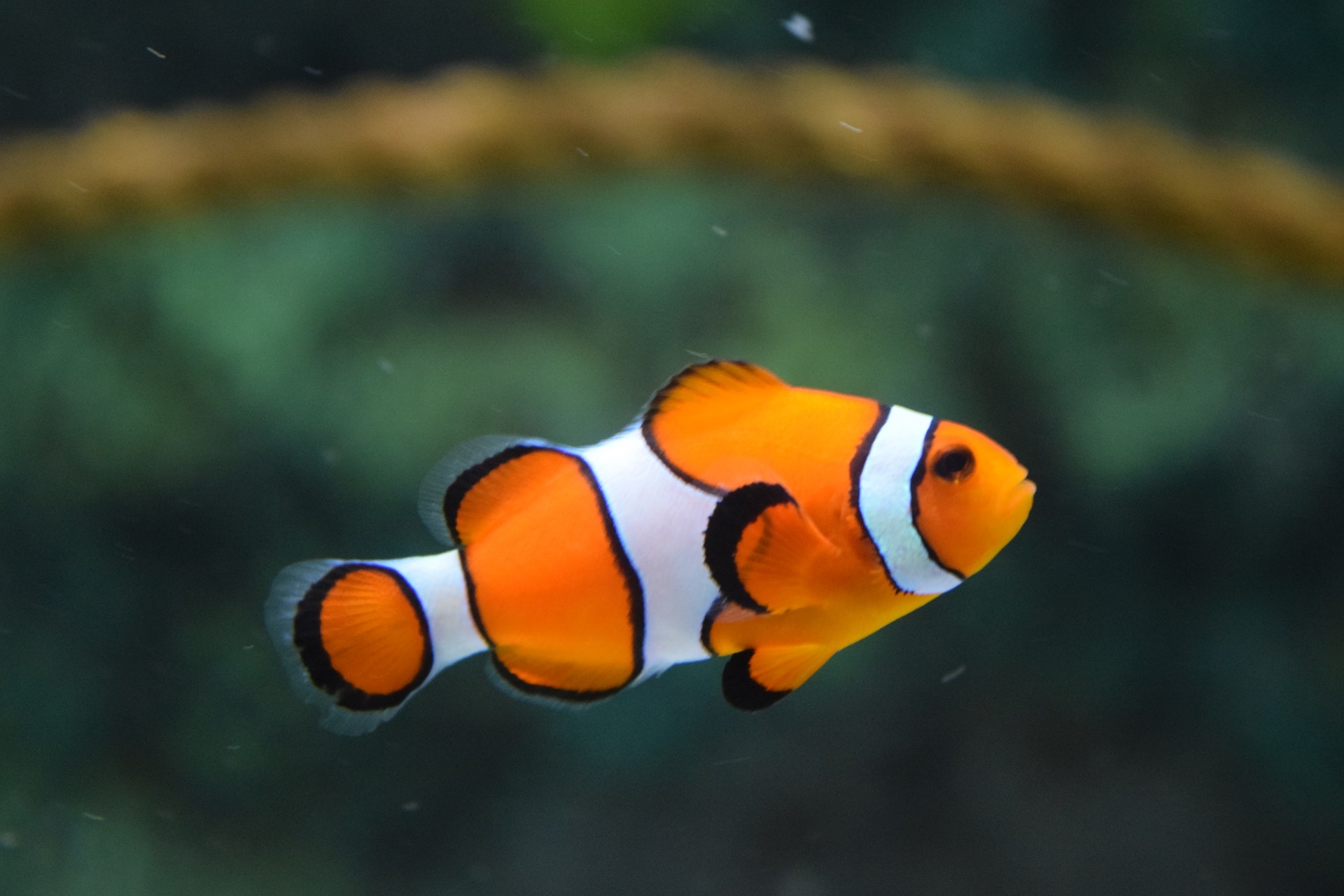 Clownfish, Ultimate, Guide, Fish, 1920x1280 HD Desktop