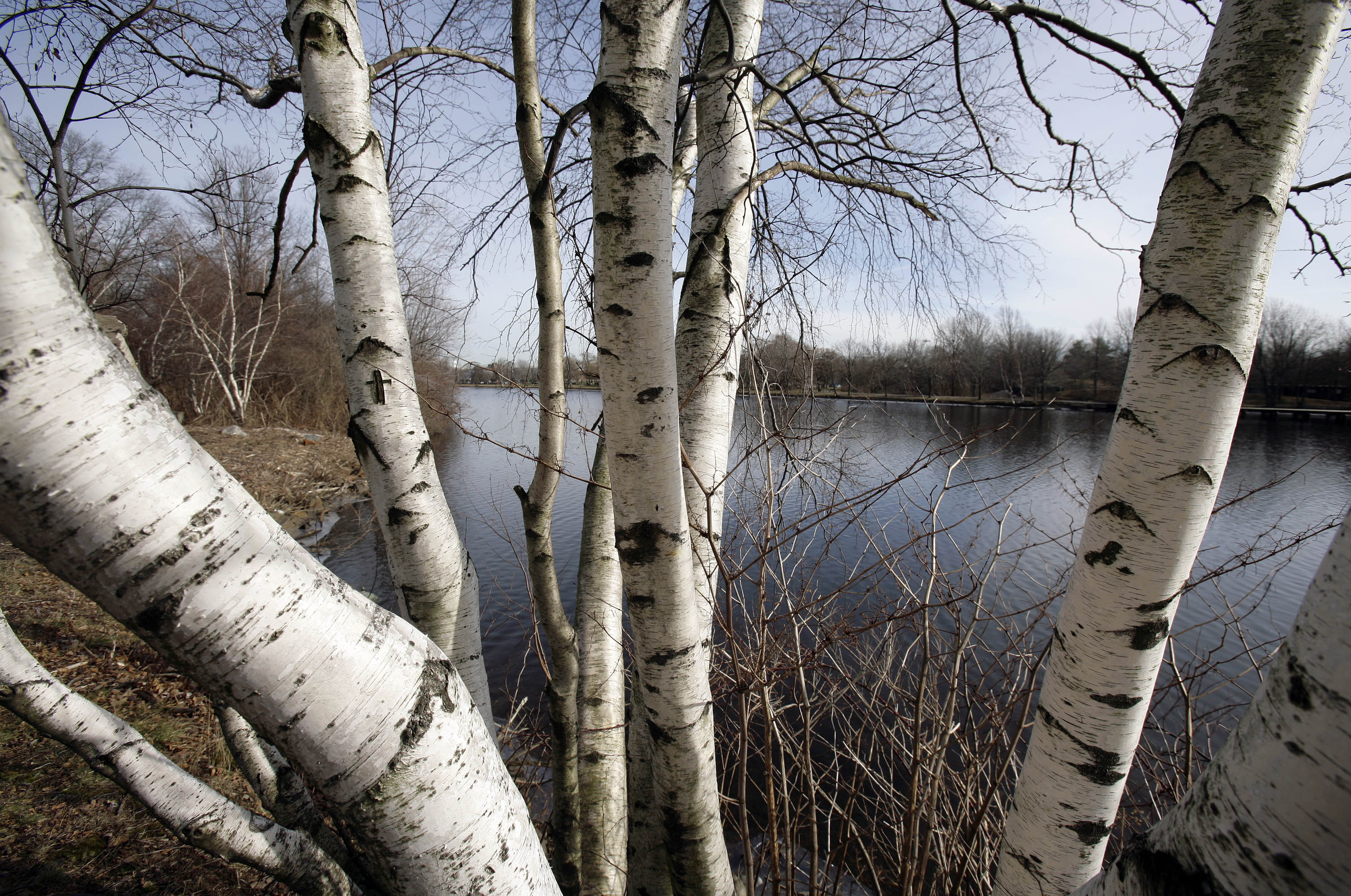 Northern Wisconsin forests, Wisconsin Public Radio, 3000x1990 HD Desktop