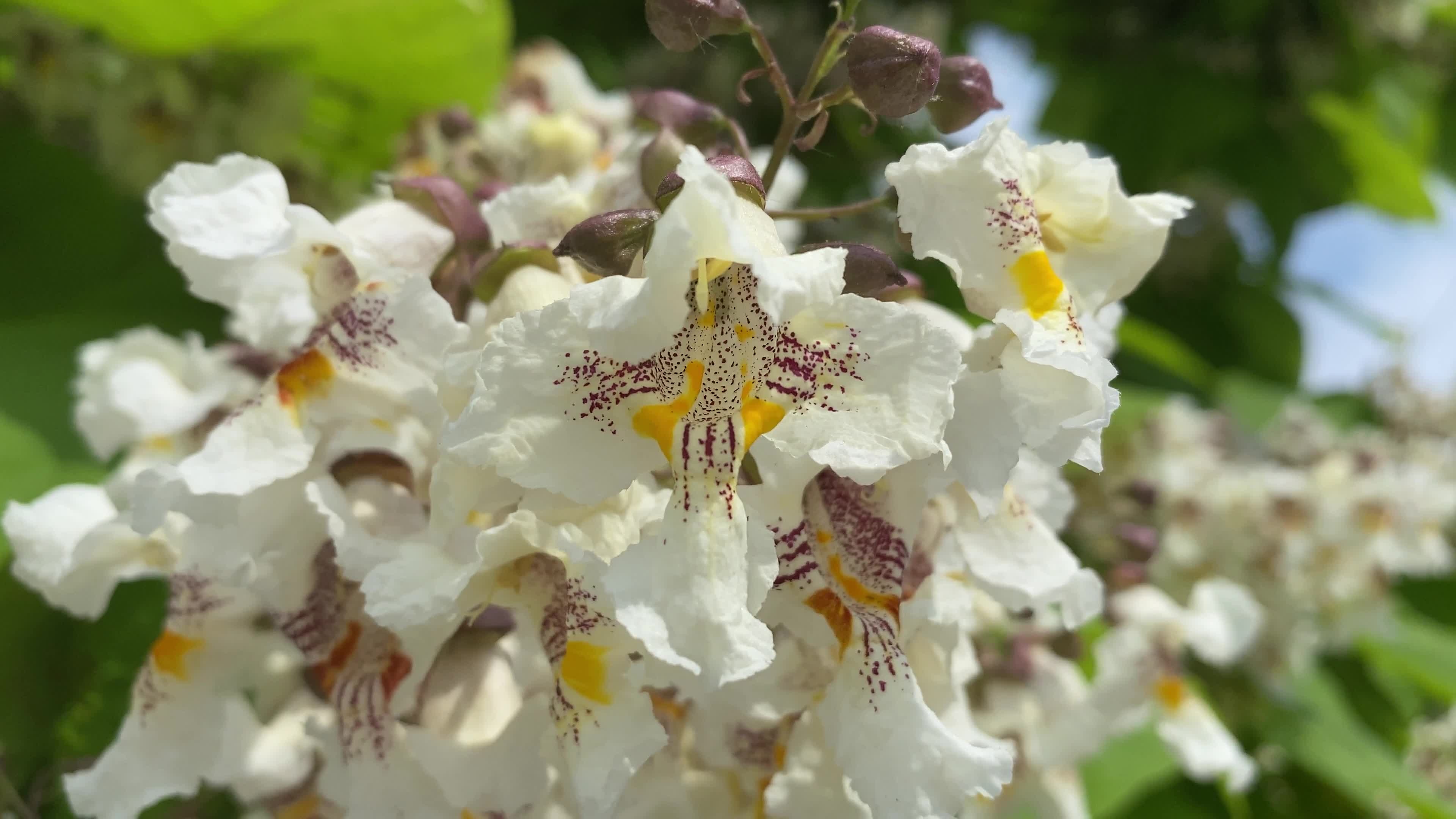Natrlicher hintergrund, Catalpa baum, Blumen nahaufnahme, Stock video, 3840x2160 4K Desktop