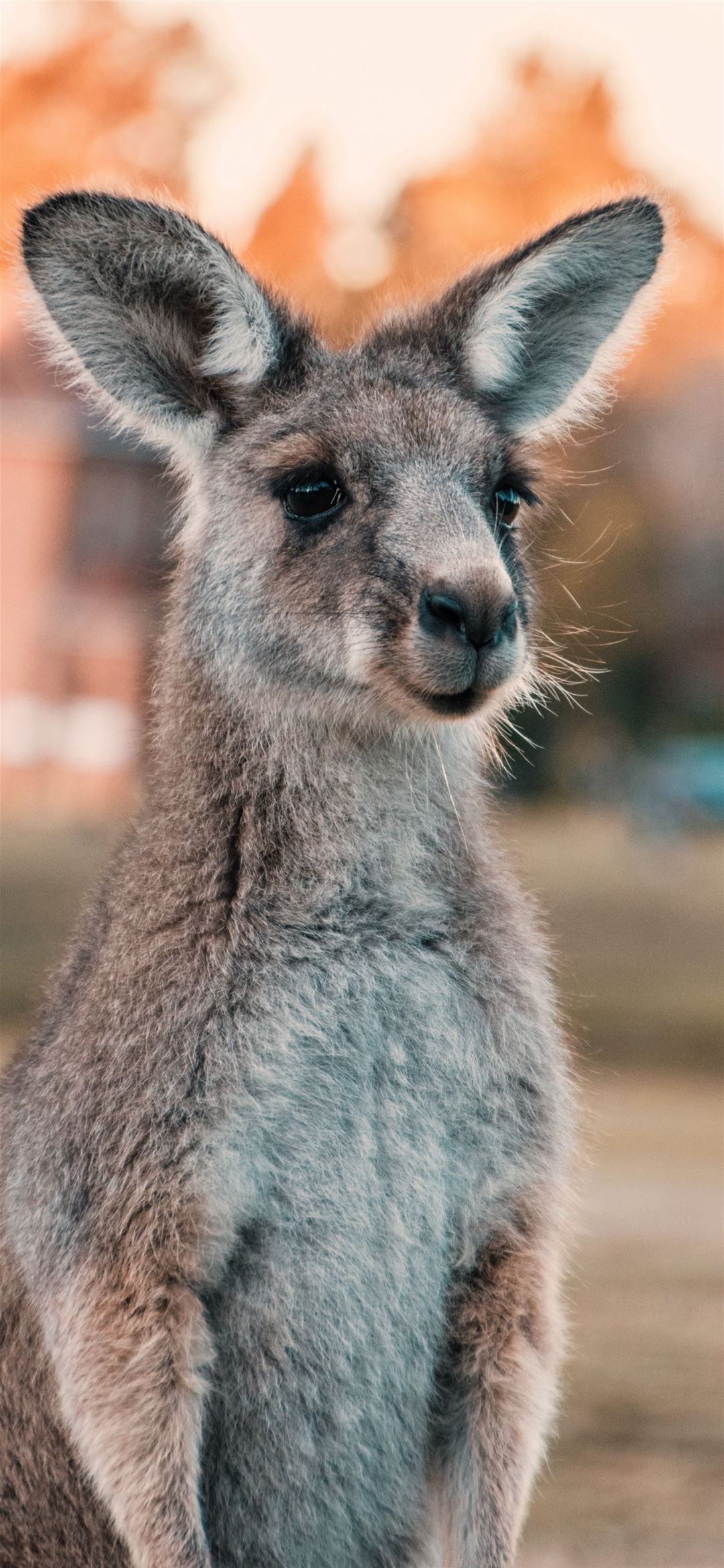 Kangaroo HD iPhone, Wallpapers free download, Kangaroo, 1080x2340 HD Phone