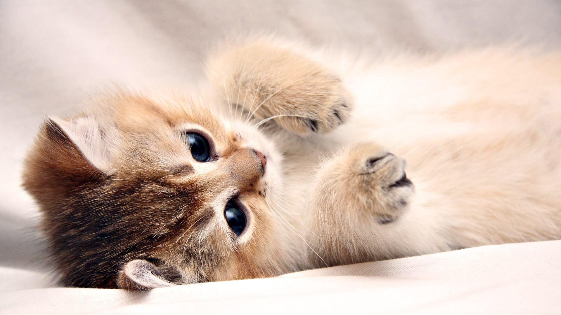 Golden shaded kitten, Playful kitten paws, Soft white blanket, Full HD Desktop wallpaper
