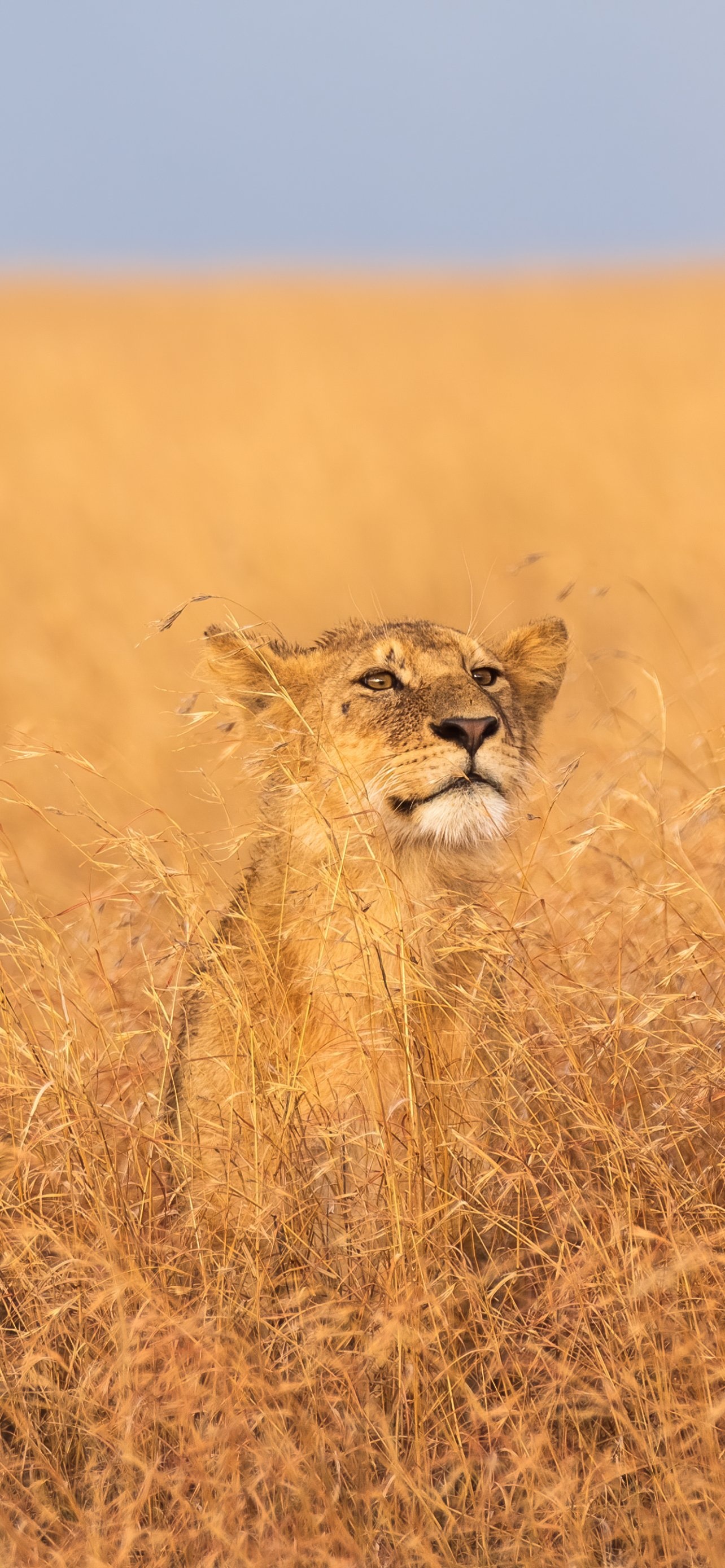 Serengeti National Park, African lion, Wildlife photography, Majestic creatures, 1290x2780 HD Phone