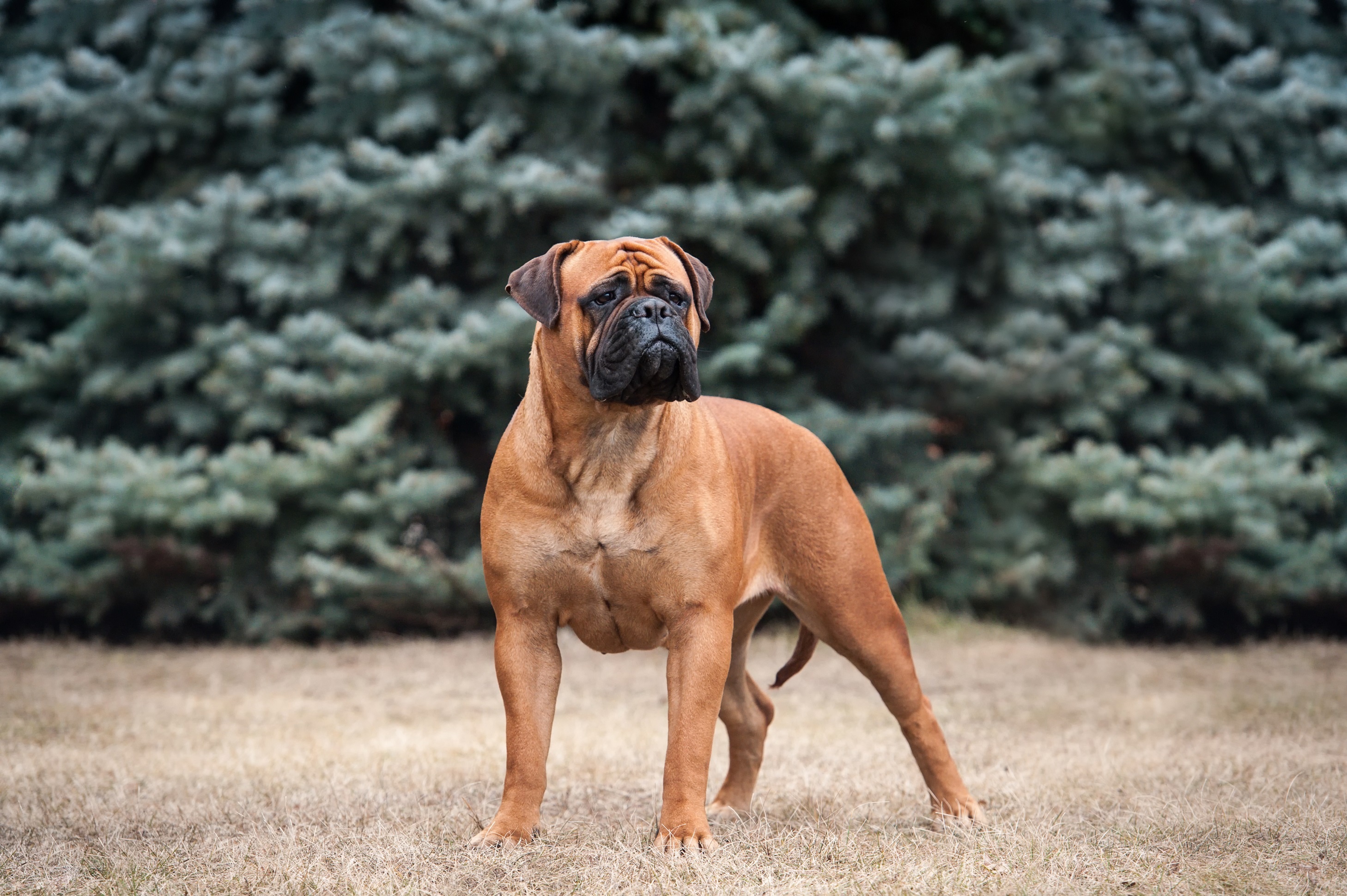 Bullmastiff, Steckbrief, Charakter, Haltung, 2920x1940 HD Desktop