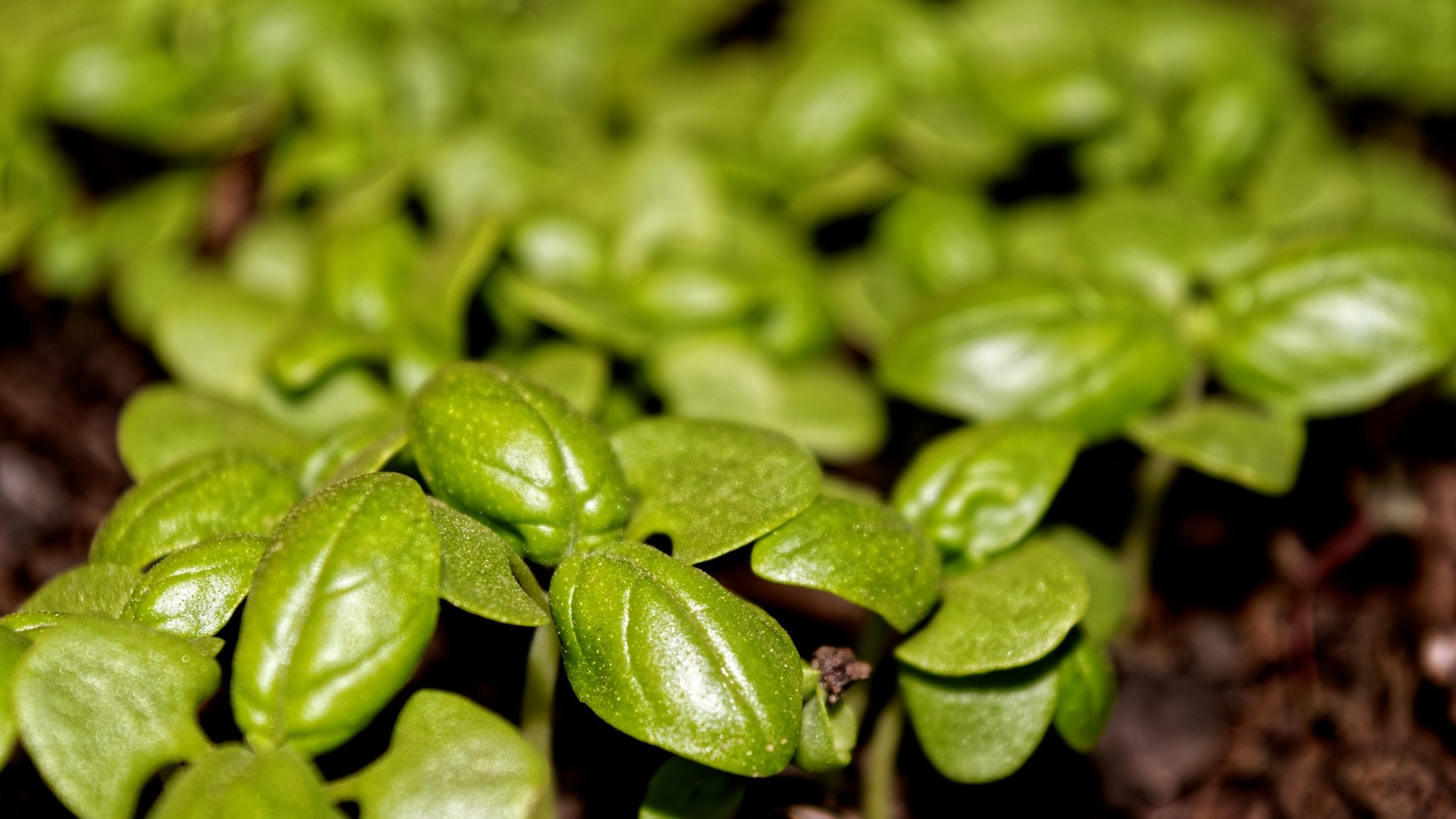 Colorful food plants, Closeup photography, Green foliage, Vibrant flowers, 1920x1080 Full HD Desktop