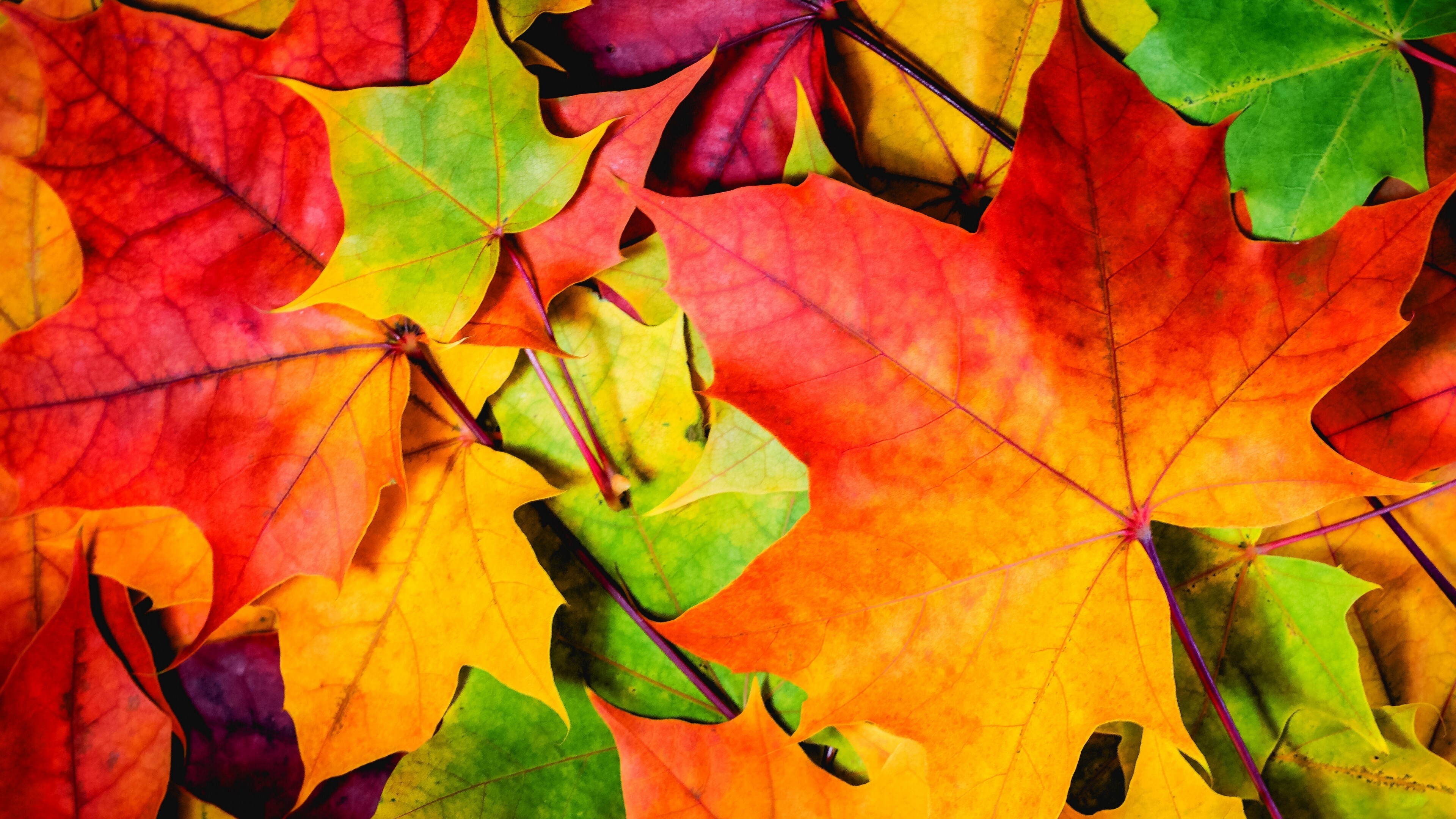 Gold Leaf, Wallpaper leaves 5k, Colorful autumn, 3840x2160 4K Desktop