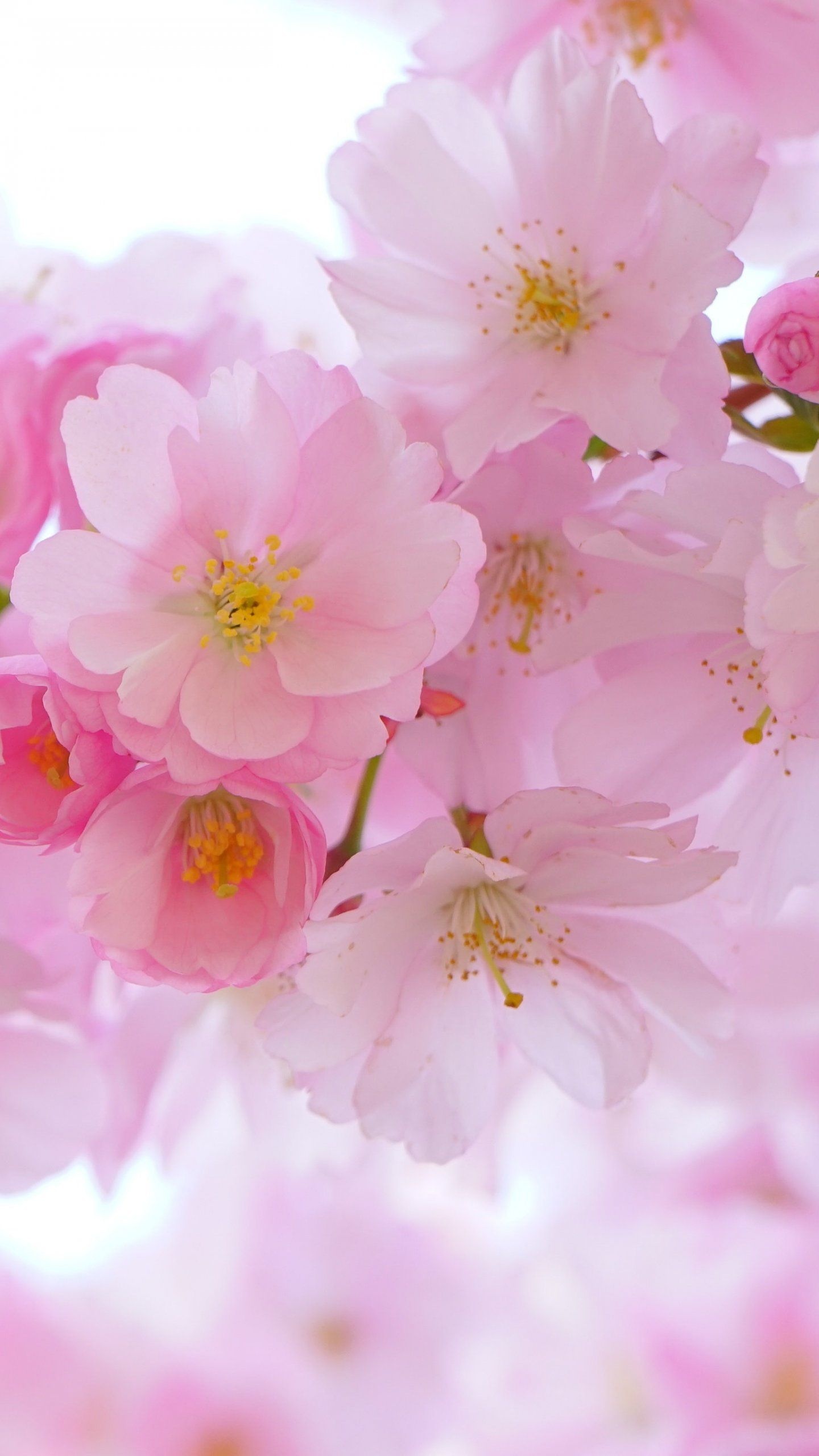 Pink sakura blossom, Yellow flower stamen, Spring floral bloom, HD Phone wallpaper