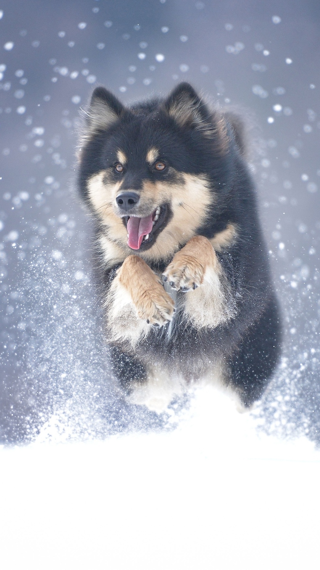 Black Alaskan Malamute, Phone wallpaper, Animal iPhone background, Stunning image, 1080x1920 Full HD Phone