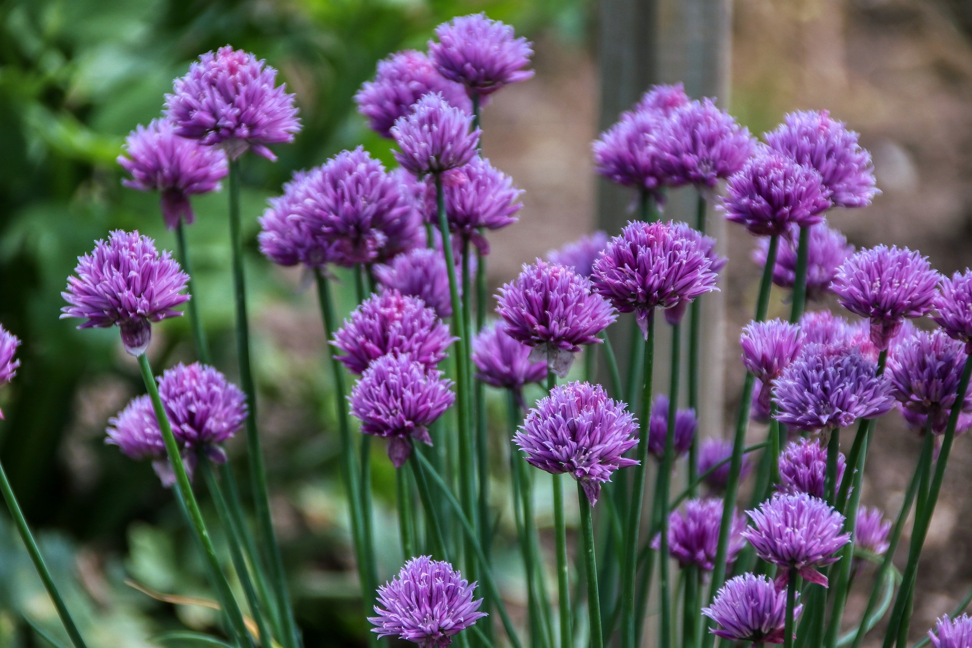 Download chives images, Free, Allium schoenoprasum, Food, 1920x1280 HD Desktop