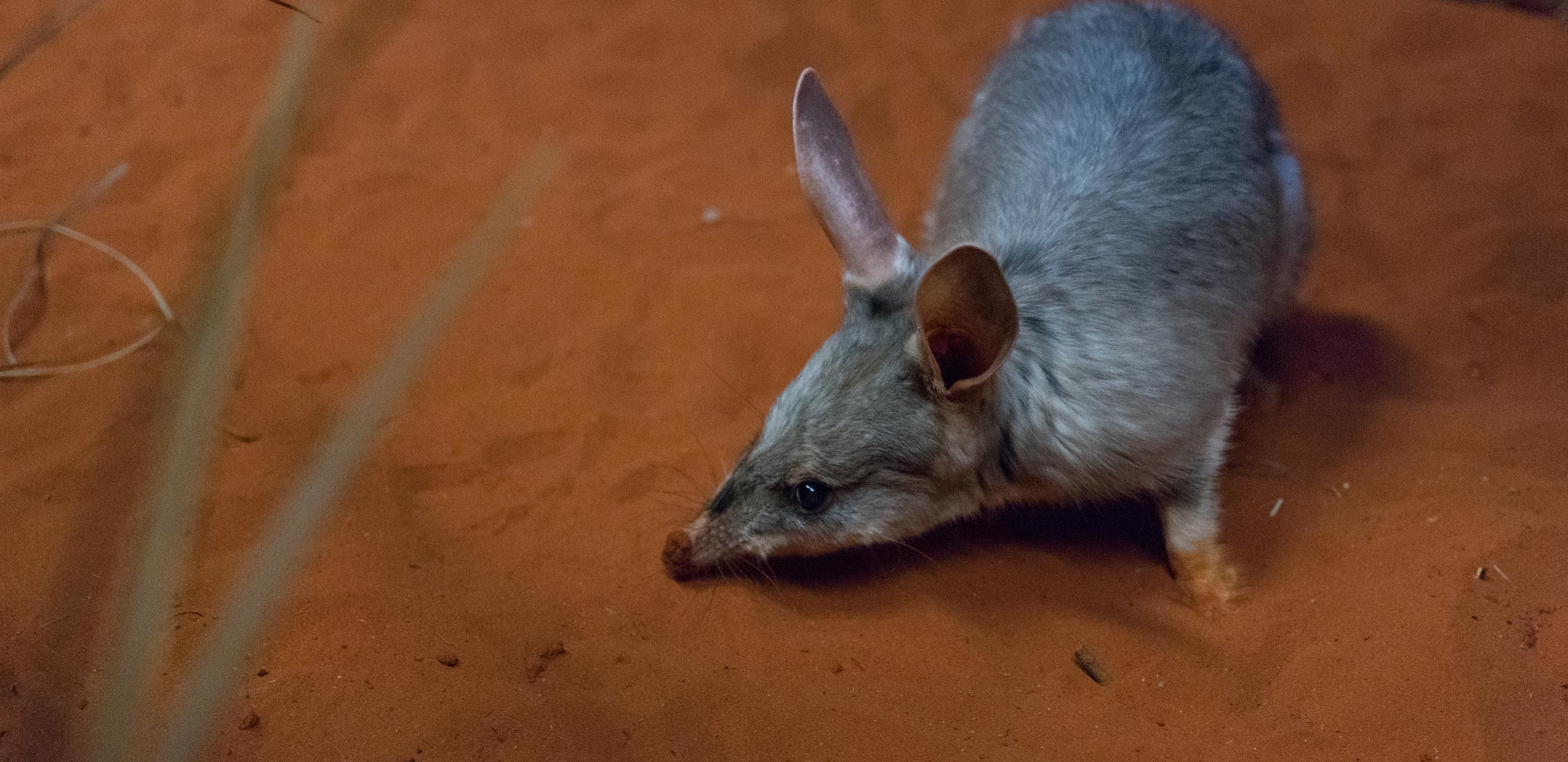 Macrotis (Bilby), Greater bilby conservation, Taronga Conservation Society, Australian marsupials, 2880x1400 Dual Screen Desktop