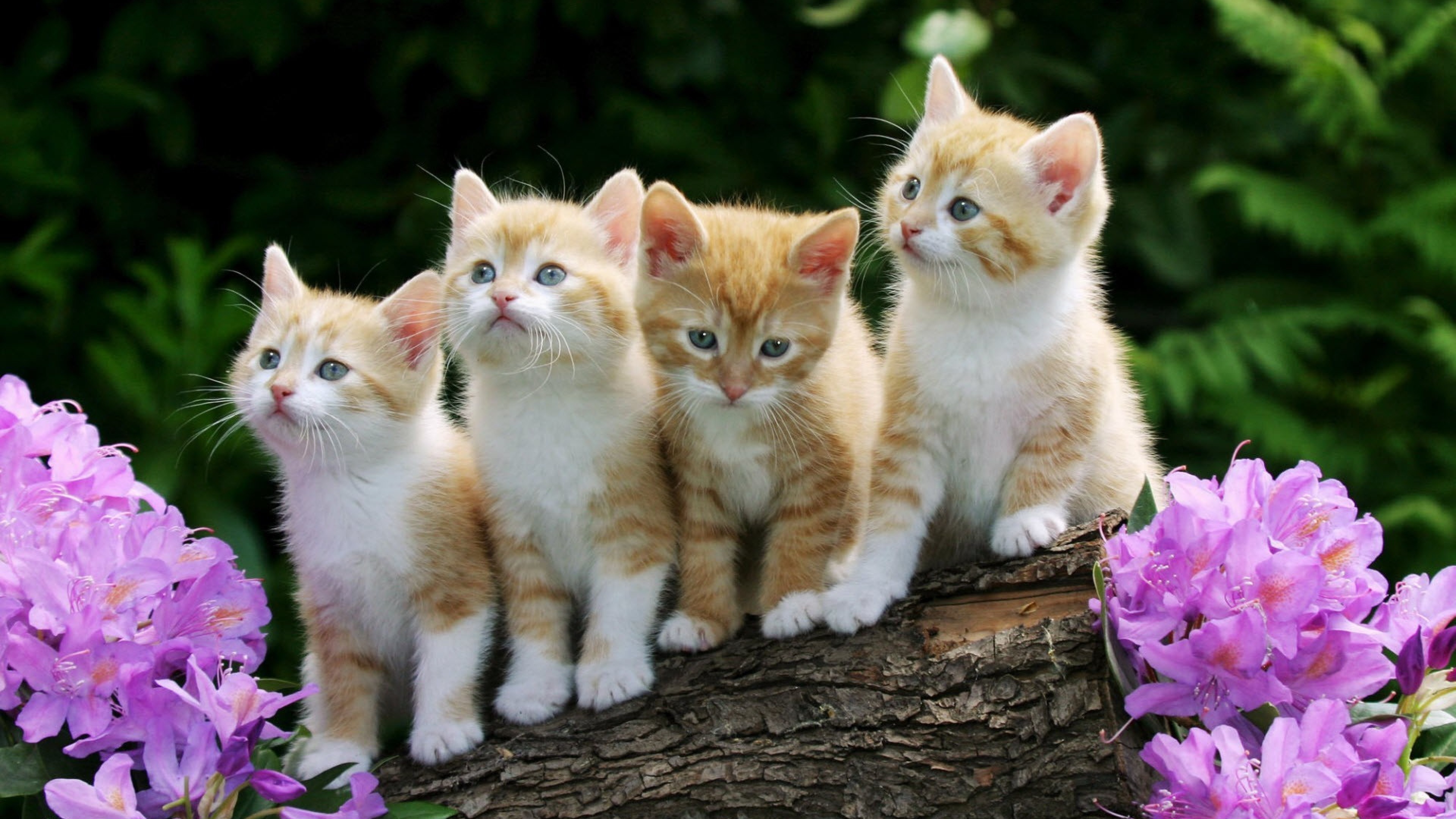 Ginger tabby kittens, Purple rhododendron blossoms, Weathered tree log, 4K Desktop wallpaper