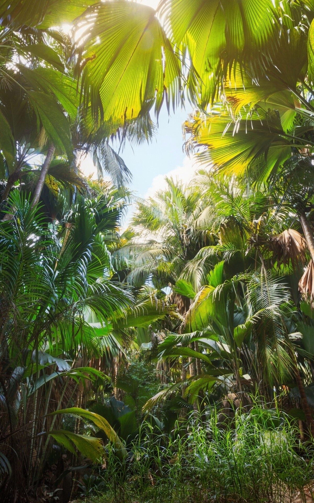 Mobile jungle wallpapers, Jungle vibes on-the-go, Nature's wonders, Tropical bliss, 1200x1920 HD Phone