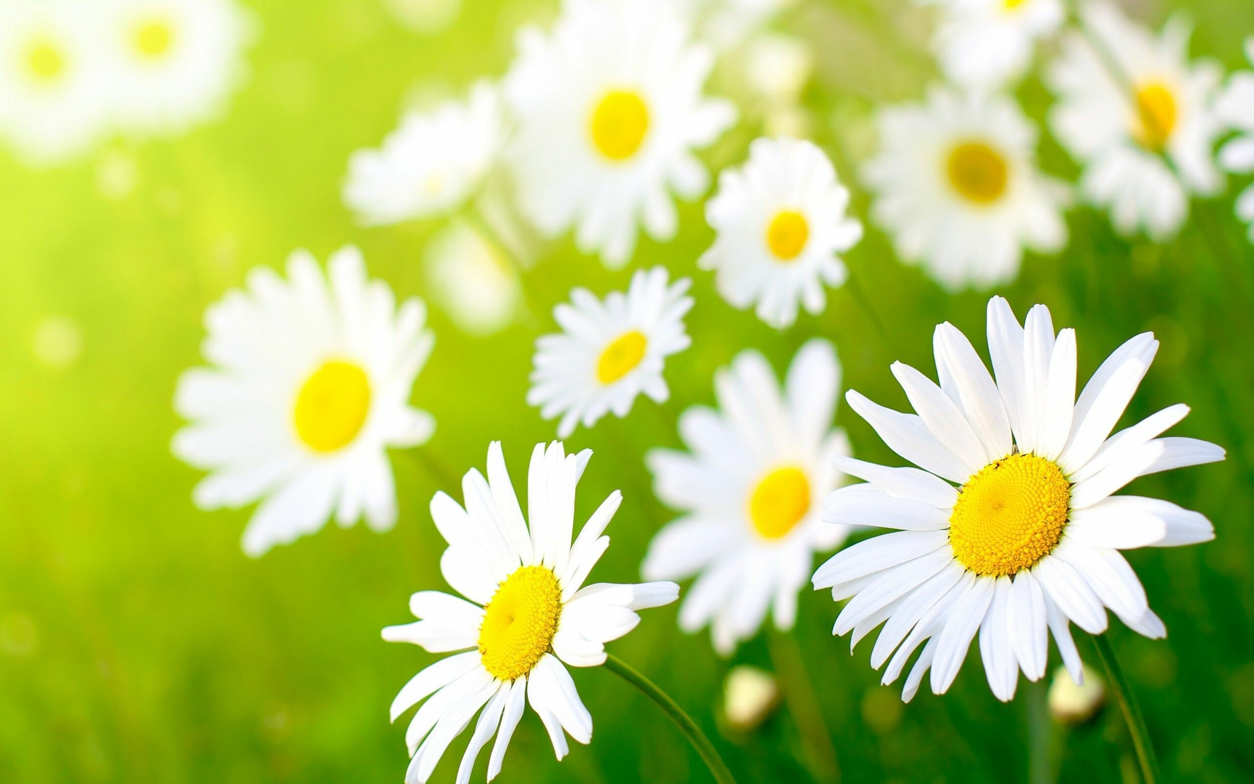 Cool daisies, 4K HD wallpapers, Refreshing backgrounds, Floral beauty, 2560x1600 HD Desktop