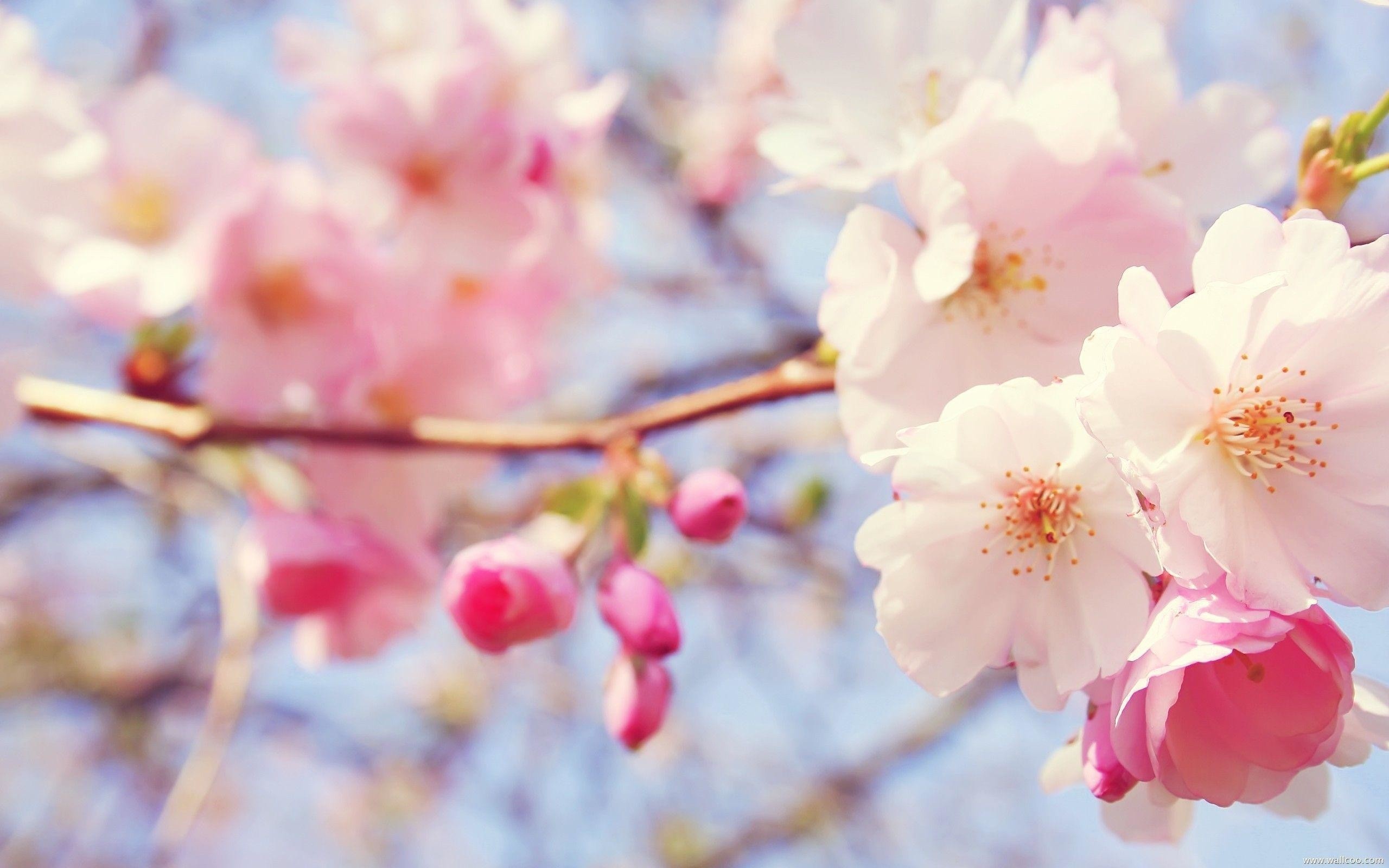 Pink cherry blossom branch, Blooming sakura flowers, Soft spring sky bokeh, HD Desktop wallpaper