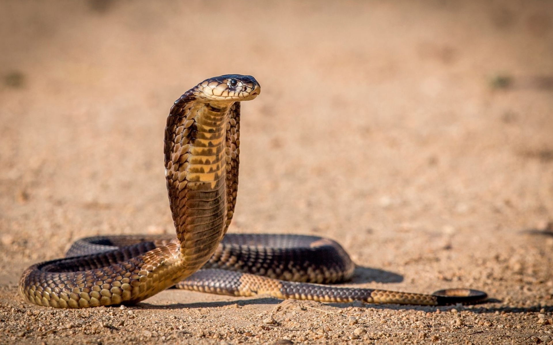 Cobra wallpaper elegance, Animal kingdom beauty, Free download background, Nature's magic, 1920x1200 HD Desktop