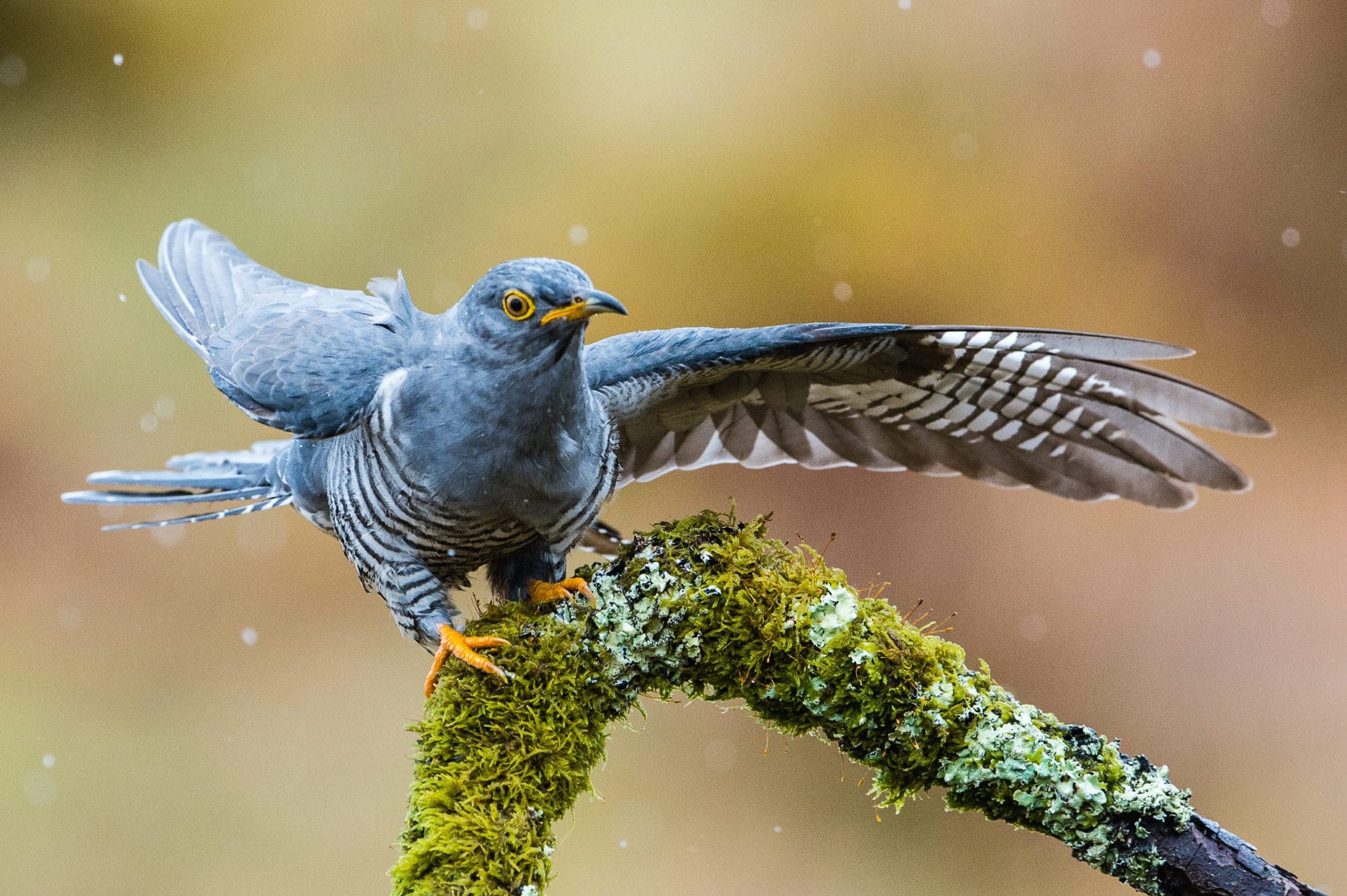 Cuckoo symbolism, Ancient beliefs, Spiritual significance, Nature's whispers, 2260x1500 HD Desktop