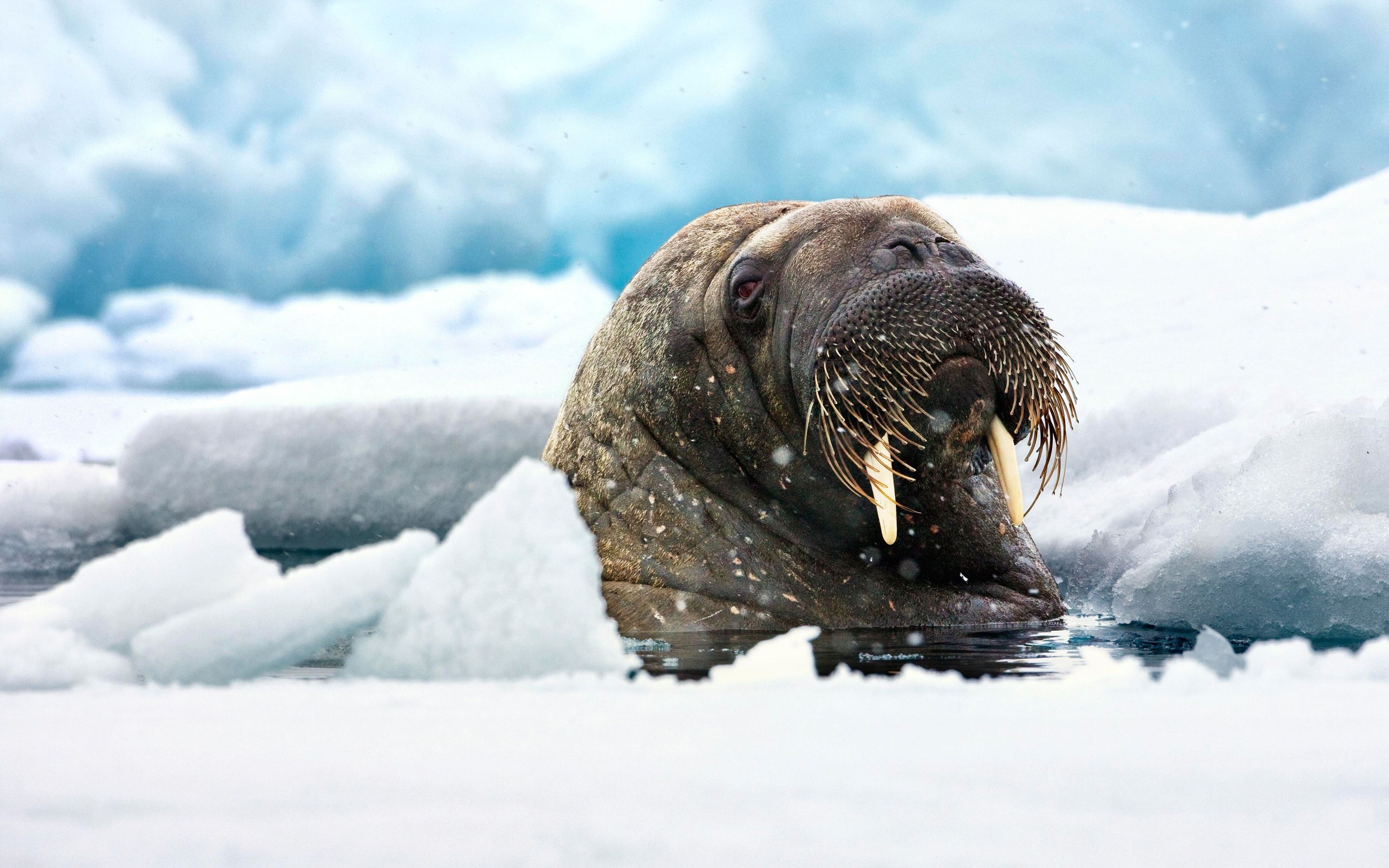 Walrus wallpapers, Marine mammal, Tusked pinniped, Arctic, 2880x1800 HD Desktop