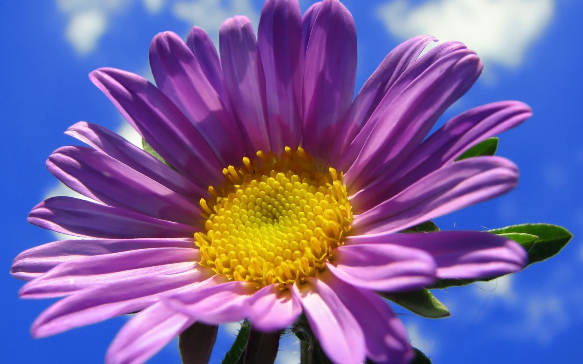 Purple gerbera, Sky wallpaper, Beautiful flowers, Nature's spectacle, 1920x1200 HD Desktop