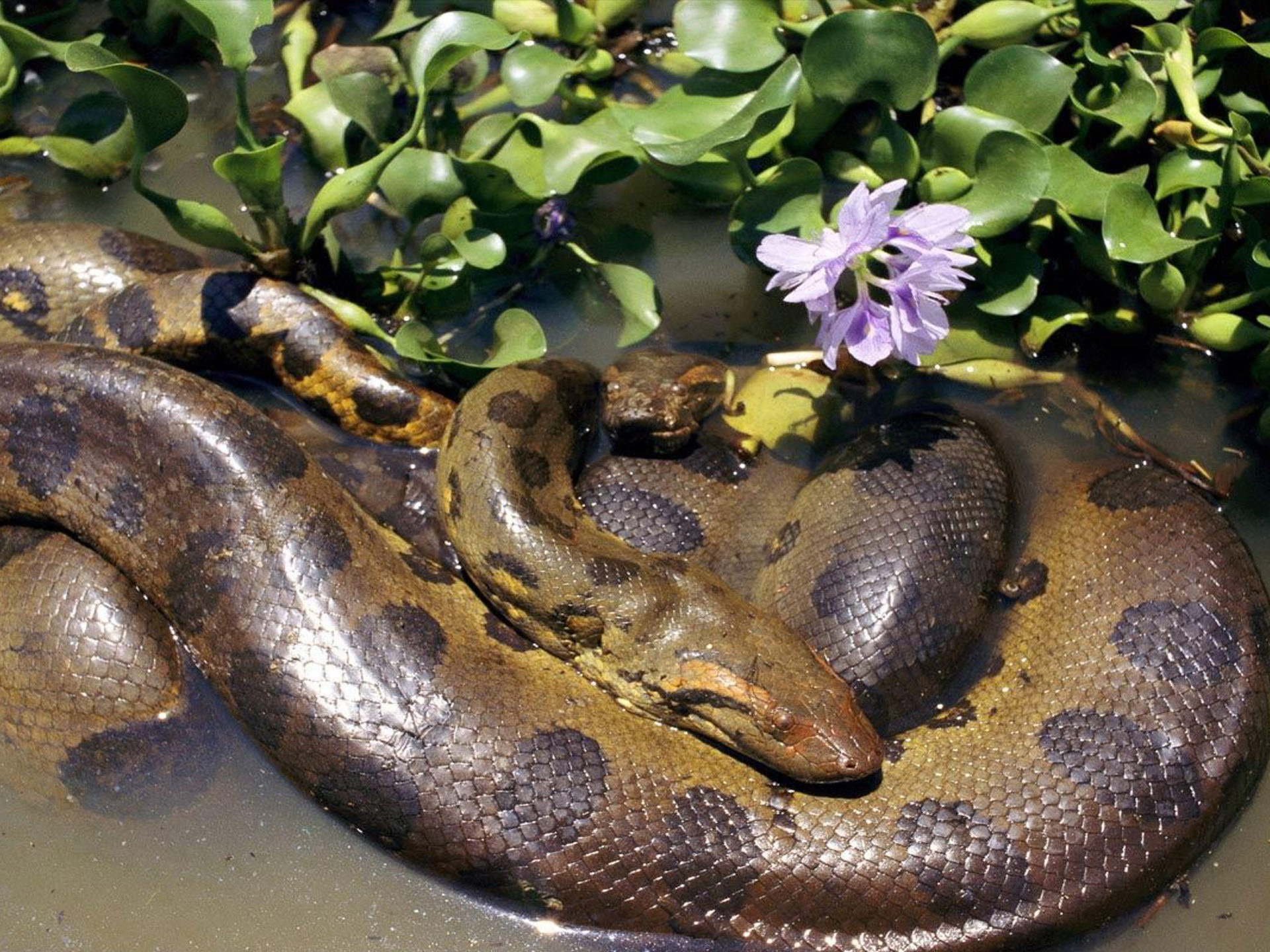 Anaconda, Mating two anacondas, Desktop wallpapers, 1920x1440 HD Desktop