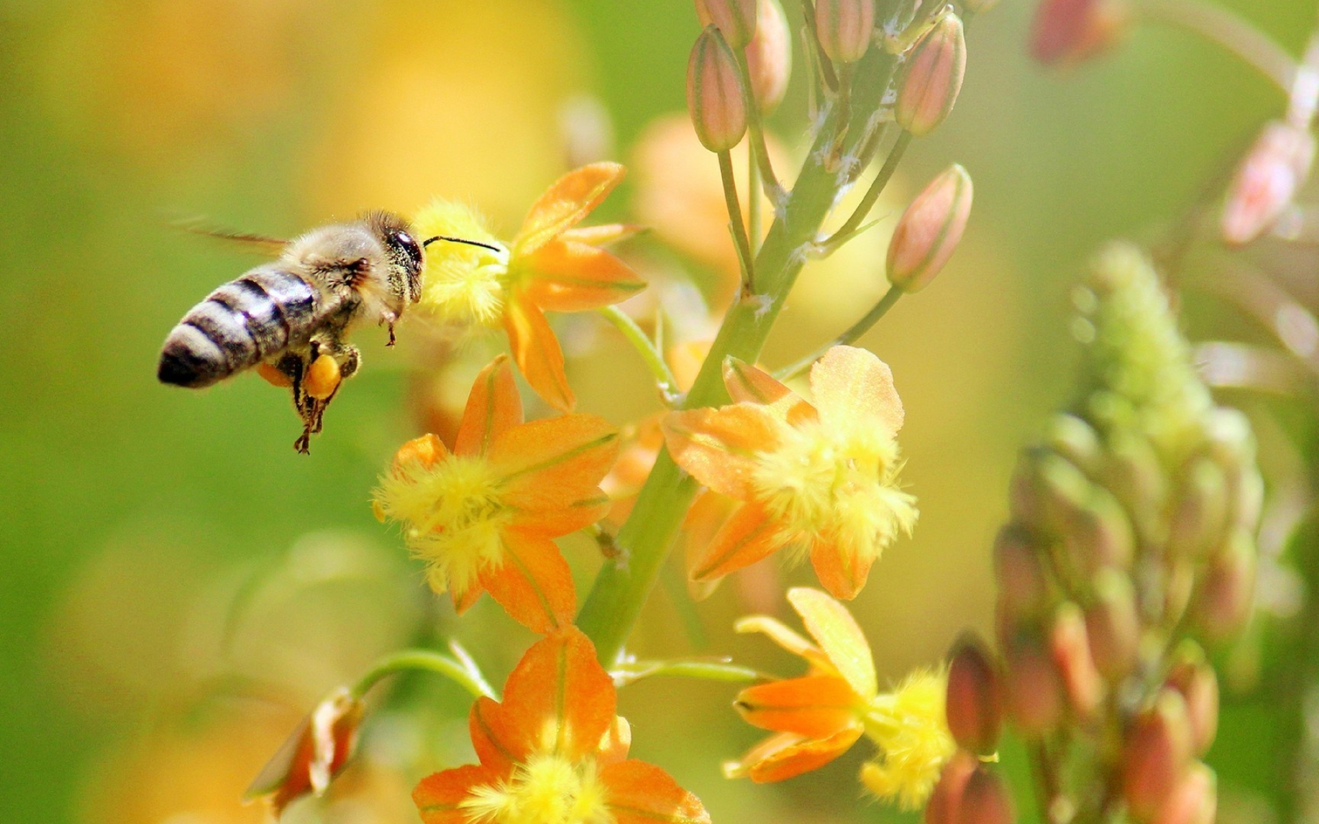 Animal wallpaper, Bee's beauty, Insect's marvel, Nature's visitor, 1920x1200 HD Desktop