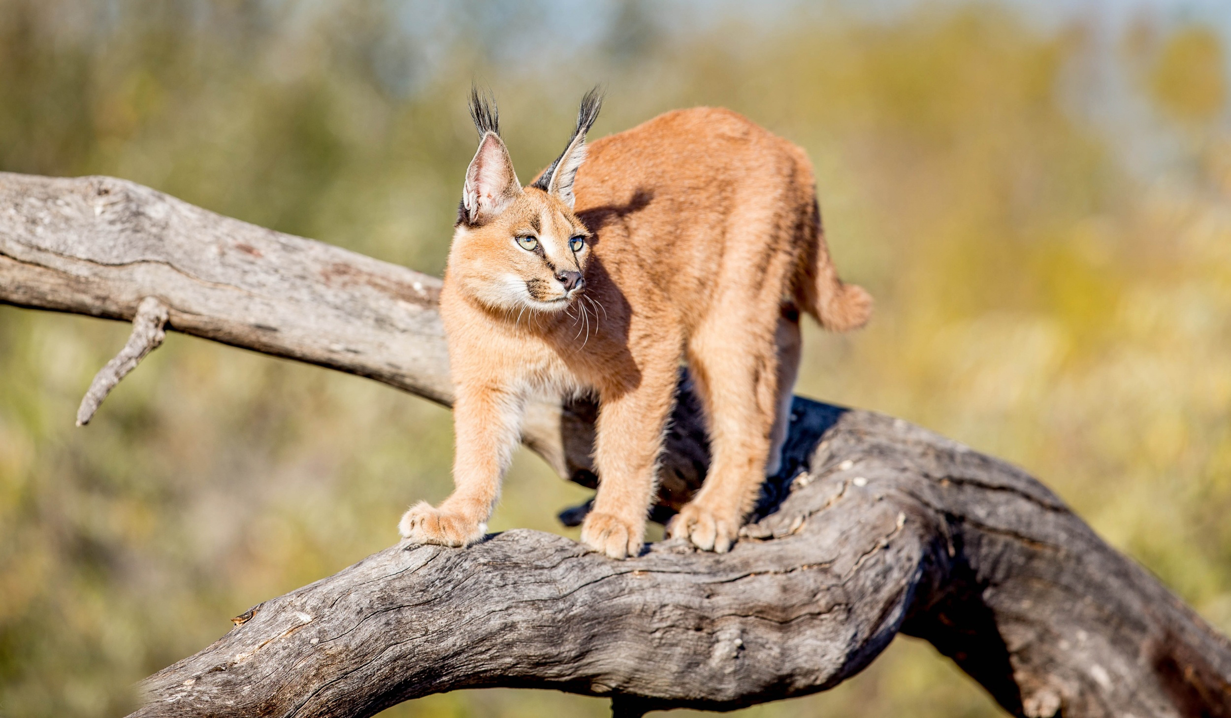 Caracal, Animals, Wildlife, Nature, 2500x1460 HD Desktop