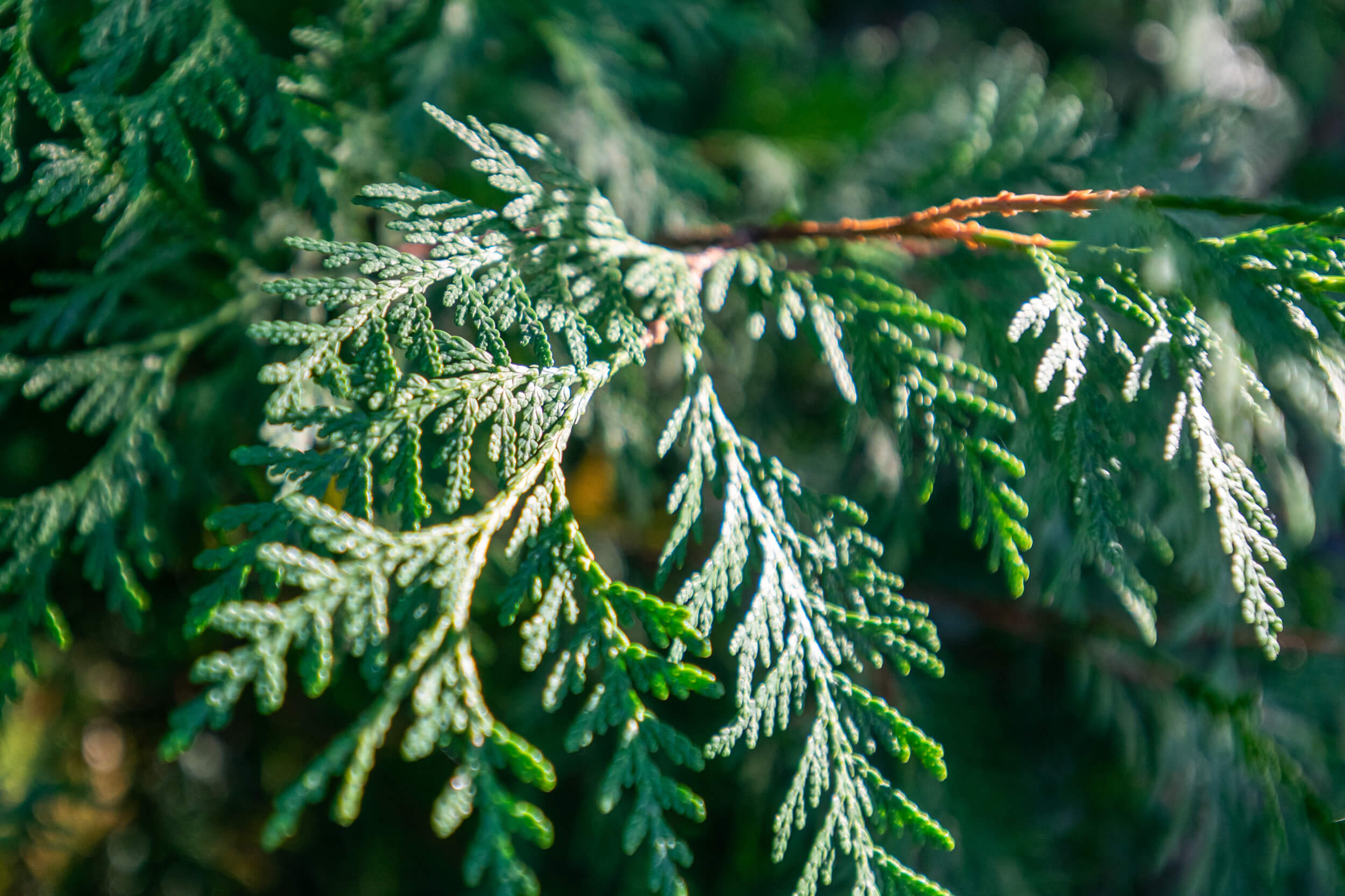 Eastern arborvitae, Purdue Fort Wayne, Nature's beauty, Green foliage, 2500x1670 HD Desktop