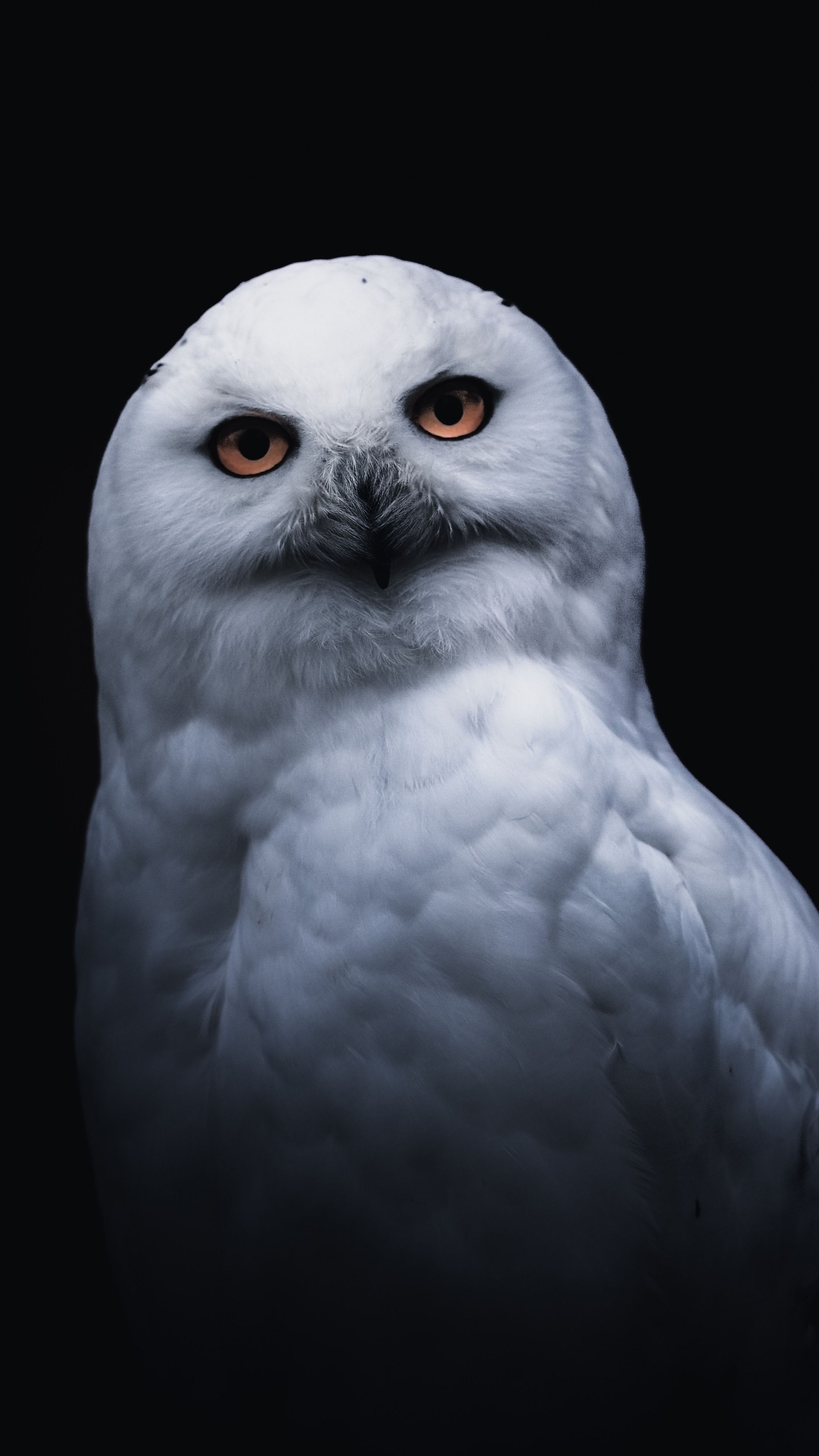 Hedwig, Black owl wallpapers, 2160x3840 4K Phone