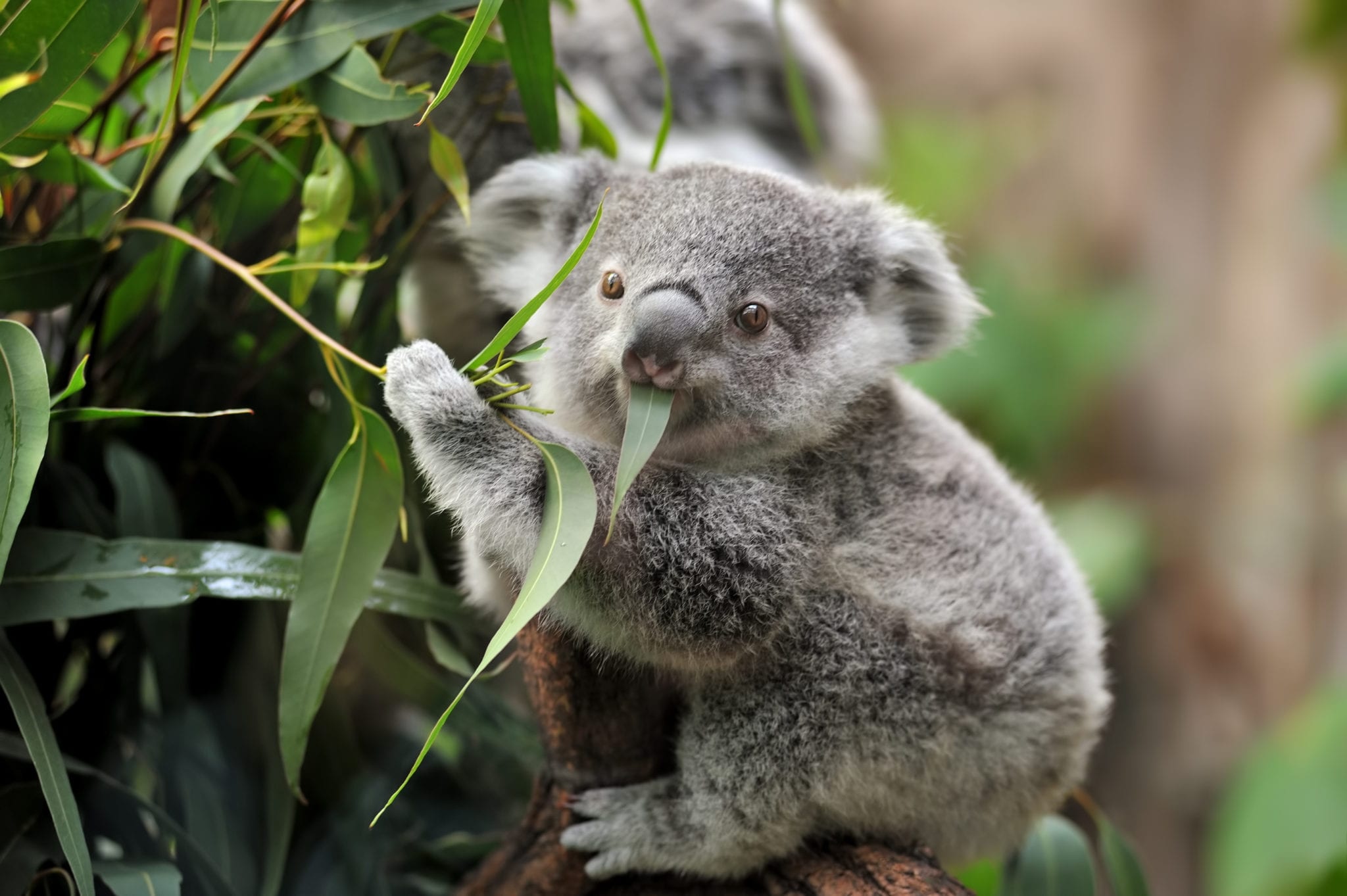 Eating, Koalas Wallpaper, 2050x1370 HD Desktop