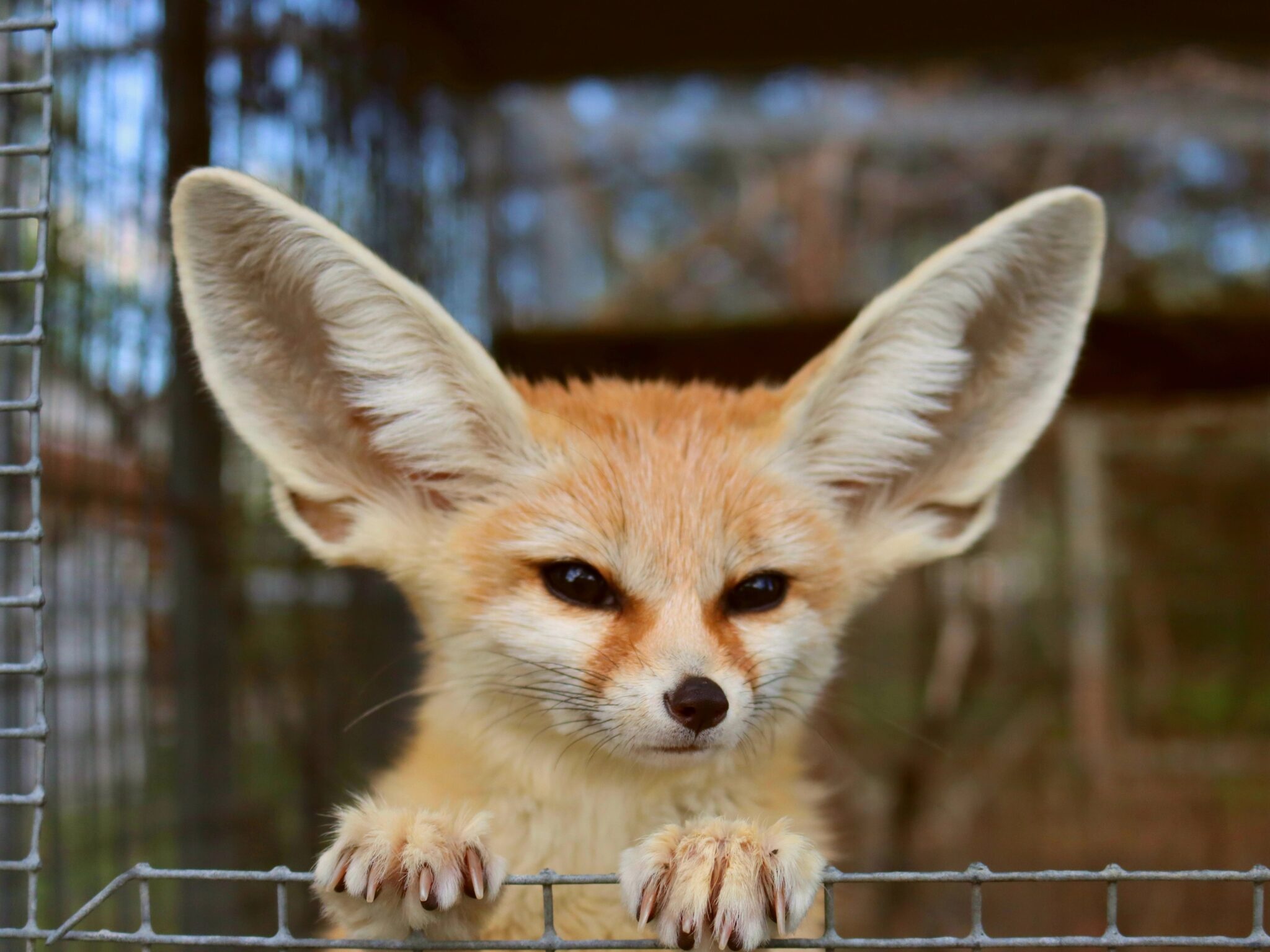 Fennec Fox, Exotic pet choice, Desert fox, Fascinating companion, 2050x1540 HD Desktop