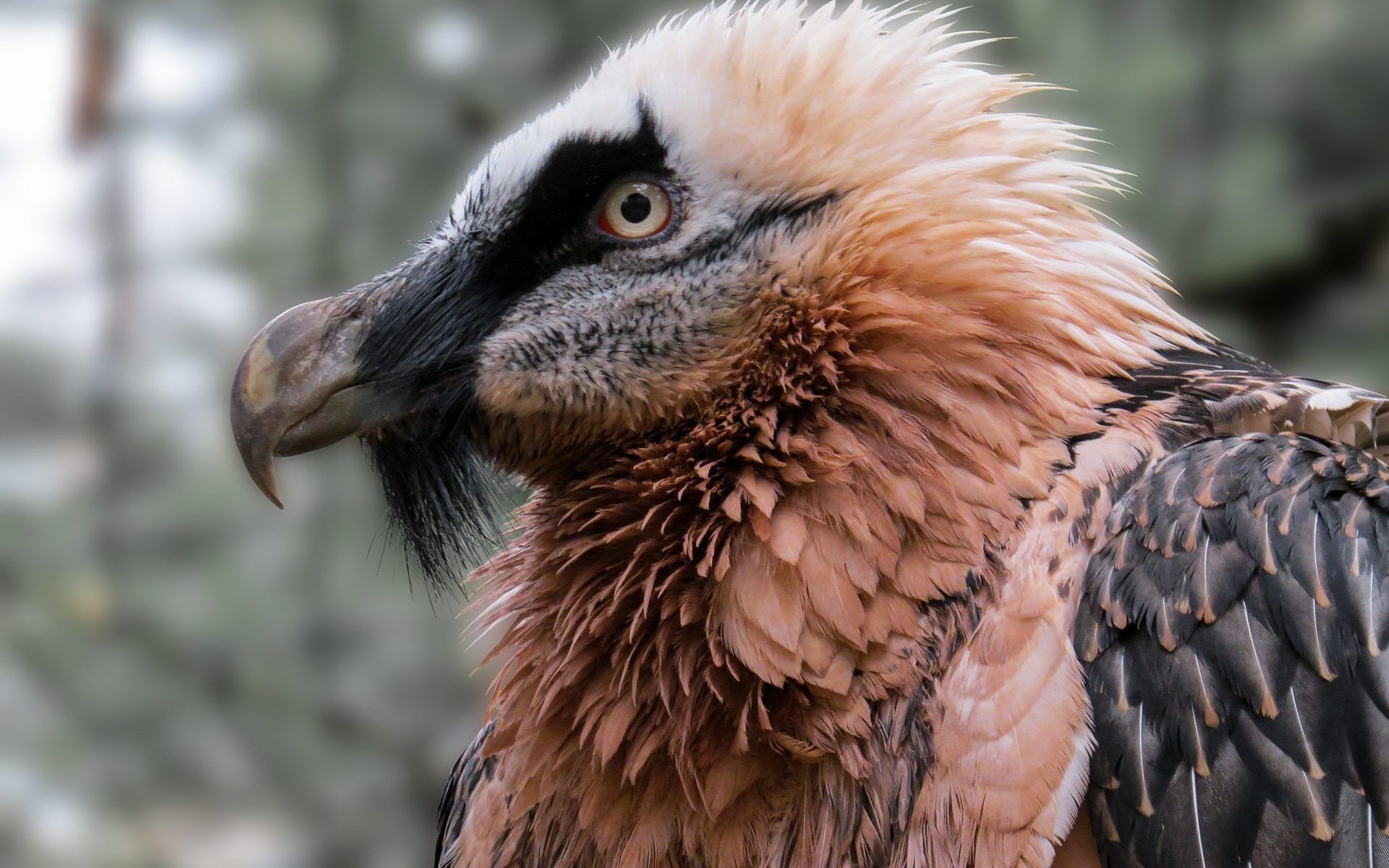 Bearded Vulture, Stunning wallpapers, Striking backgrounds, HD images, 1920x1200 HD Desktop