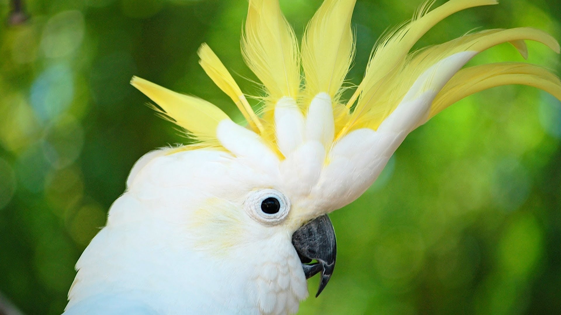 Feathered beauty, Cockatoo in flight, Vibrant plumage, 1920x1080 Full HD Desktop