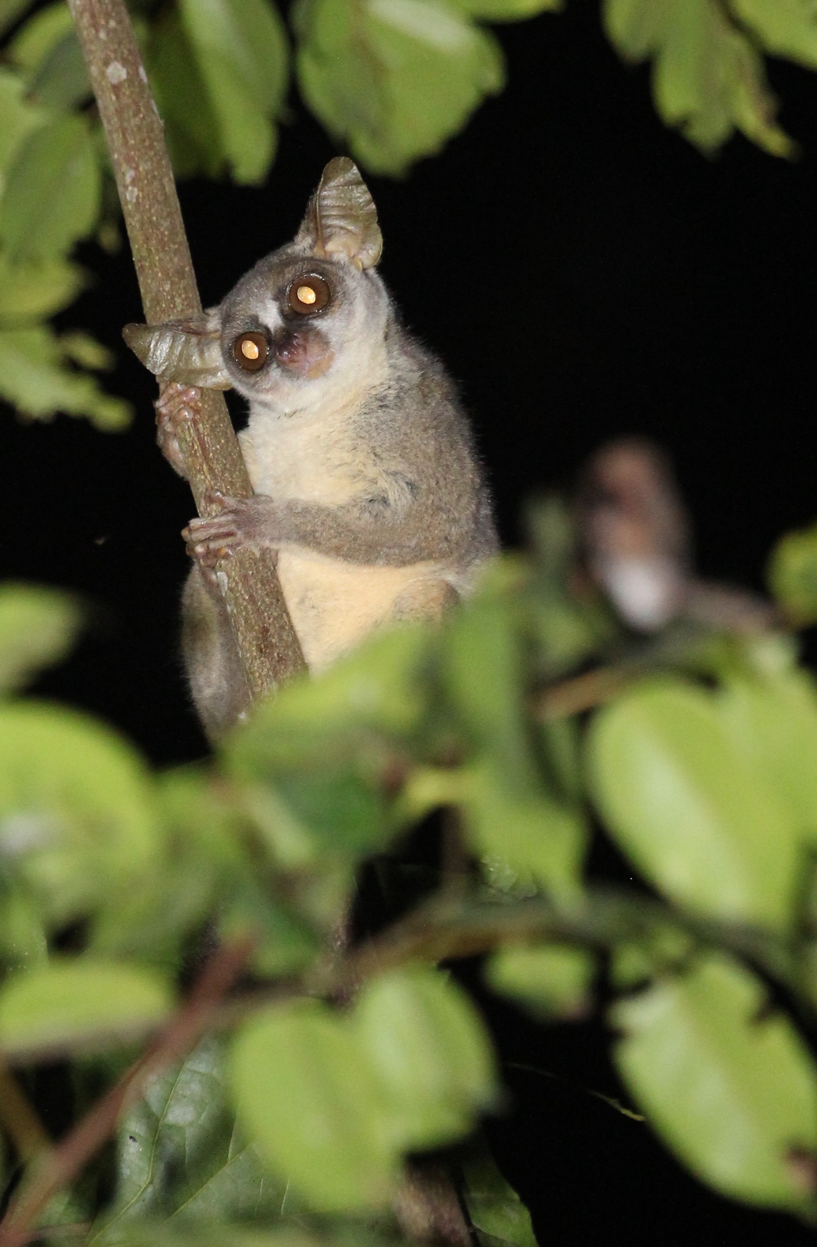 Glowing eyes, Bush Baby (Galago) Wallpaper, 1660x2540 HD Phone