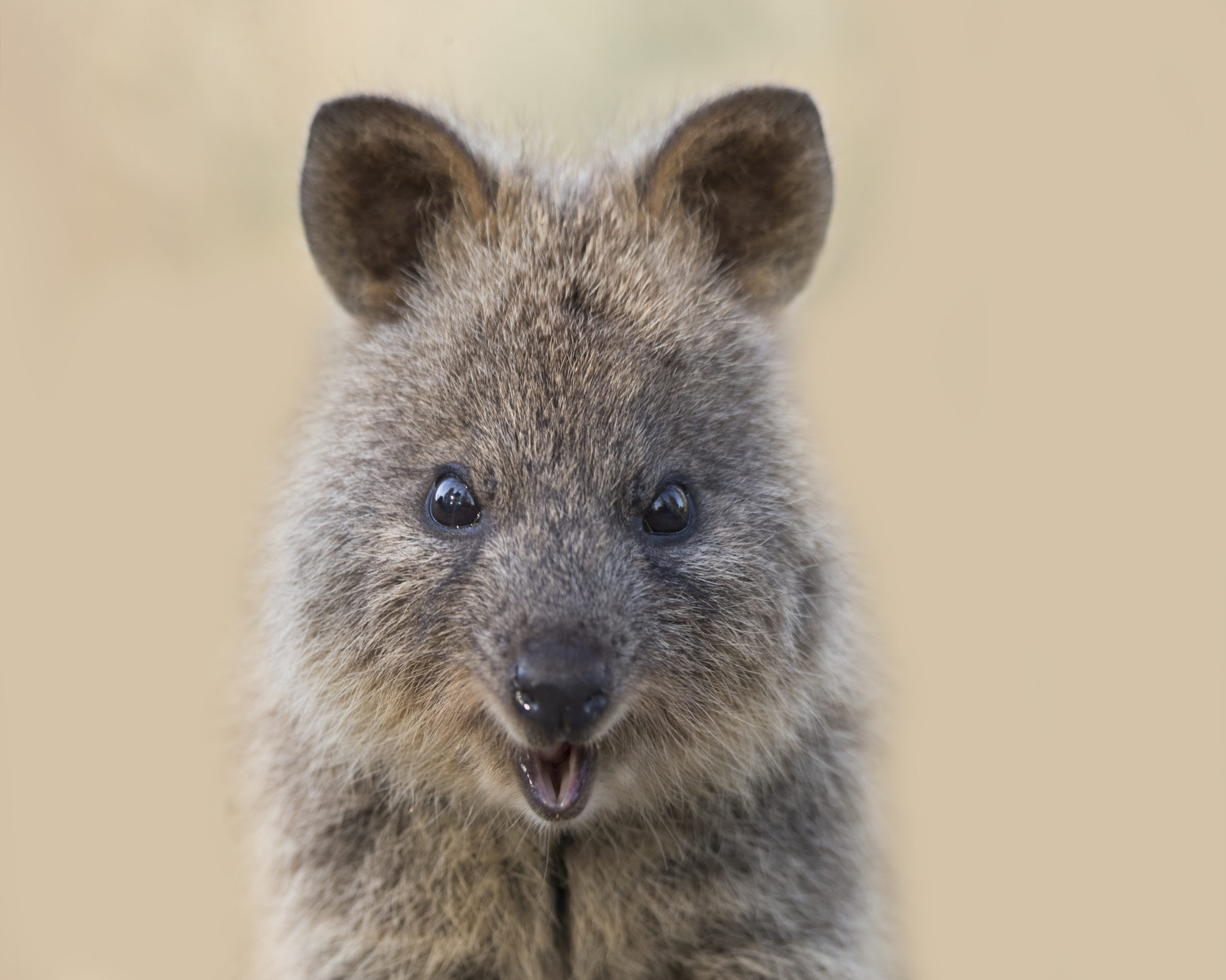 Quokka birthday party, So Perth event, Quokka-themed celebration, Fun-filled gathering, 2560x2050 HD Desktop