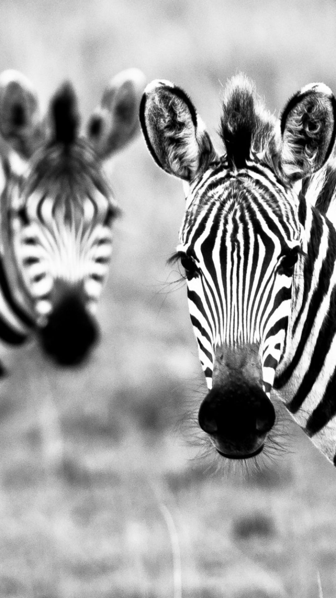 Zebra wallpapers for desktops, iPhones, laptops, and mobiles, Artistic animal portrayals, Captivating zebra visuals, 1080x1920 Full HD Phone