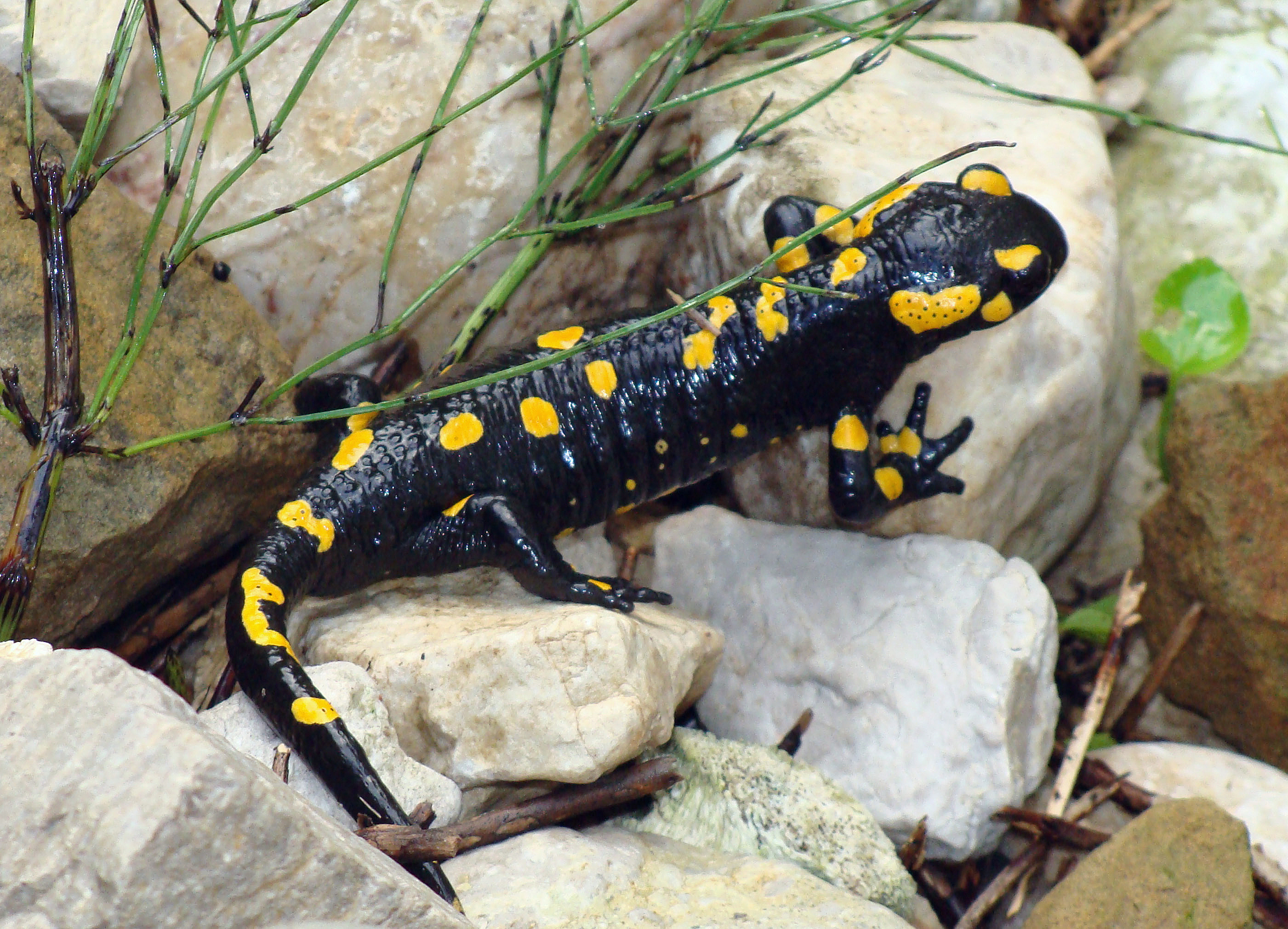 Near Eastern fire salamander, Salamander Wallpaper, 2810x2030 HD Desktop