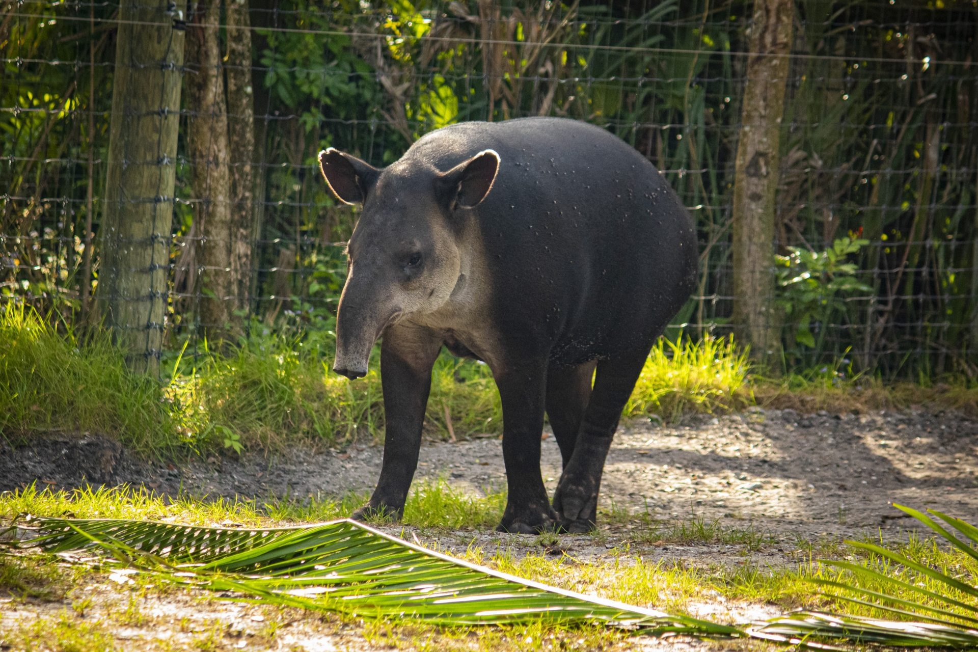 Baird's Tapir, Unique mammal, Rainforest dweller, Fascinating species, 1920x1280 HD Desktop