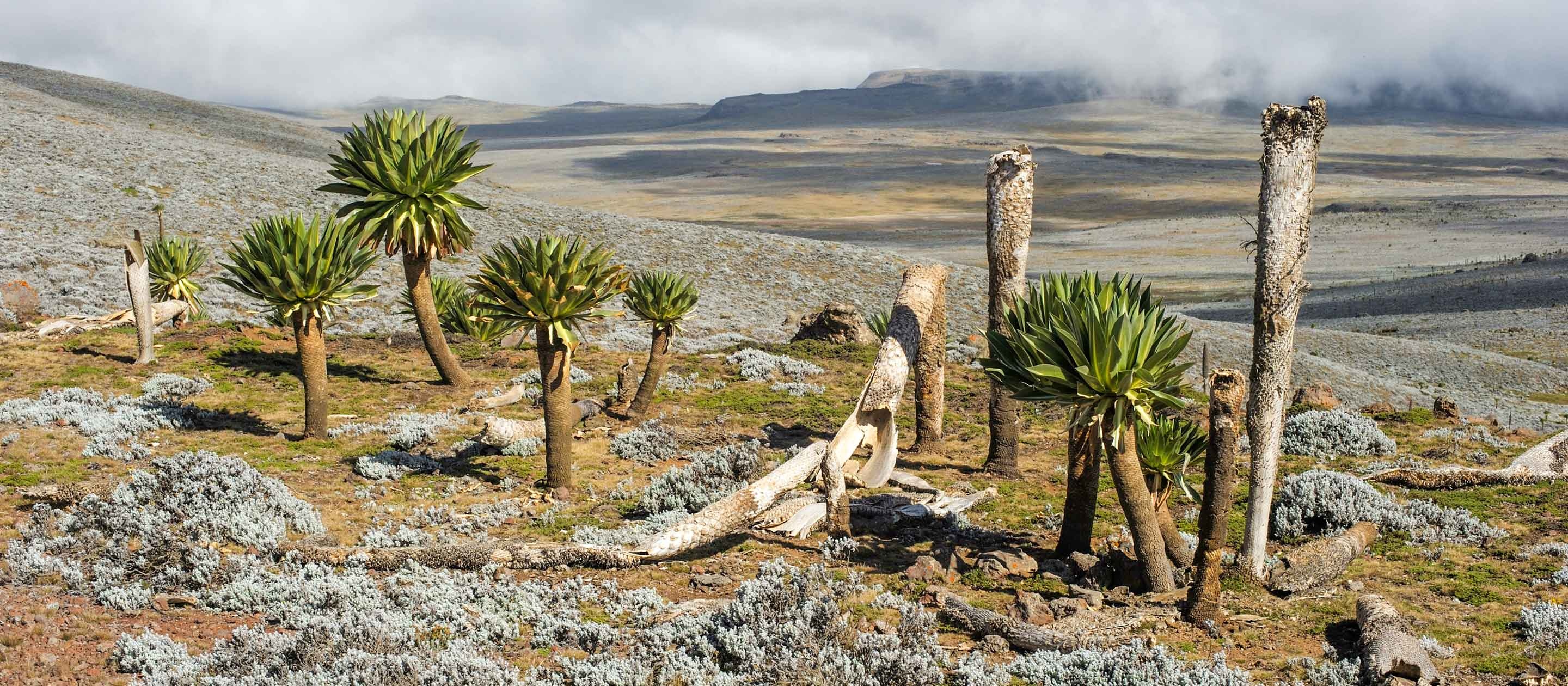 Bale Mountains National Park, Journeys International, Wildlife, Adventure, 2880x1260 Dual Screen Desktop