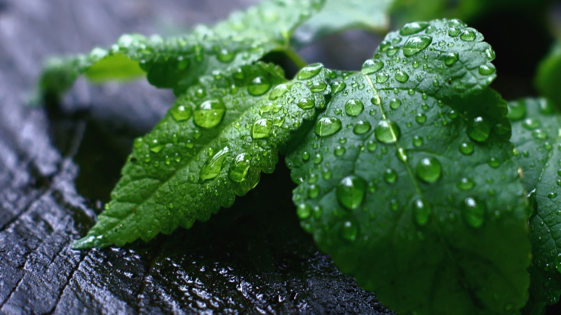 Mint leaves wallpapers, Free backgrounds, Fresh leaves, Green foliage, 1920x1080 Full HD Desktop